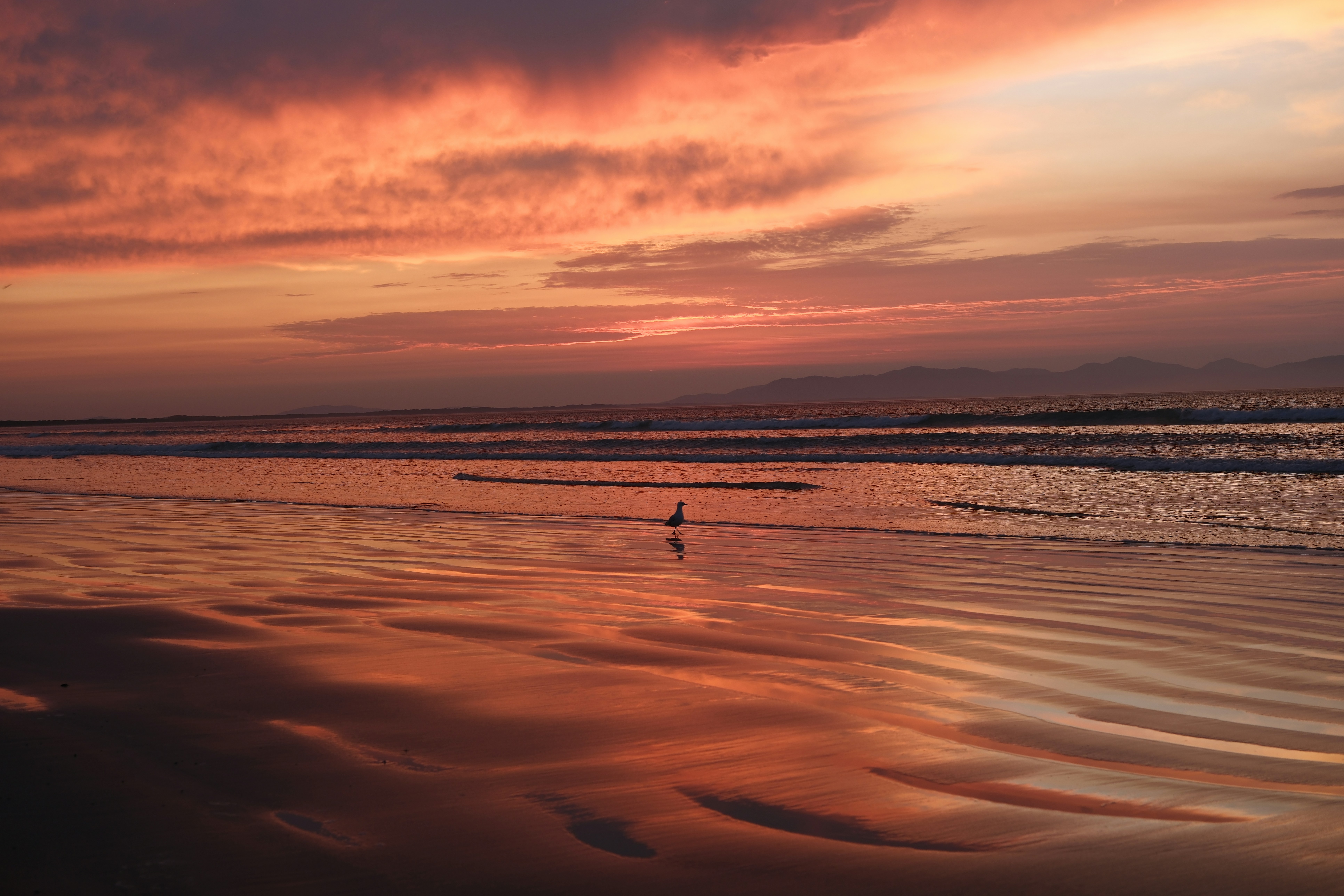 A bird is standing in the water at sunset