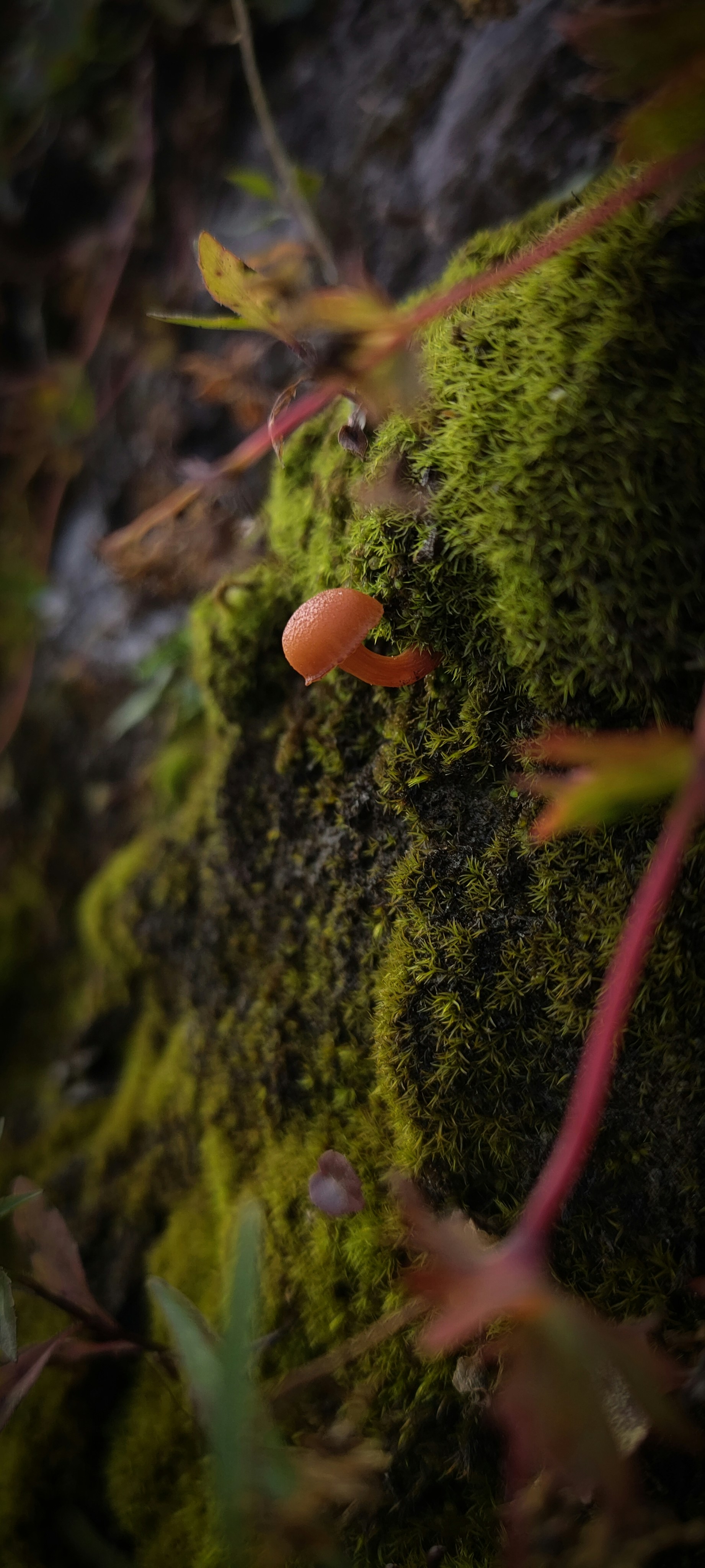 Un gros plan d’un mur recouvert de mousse
