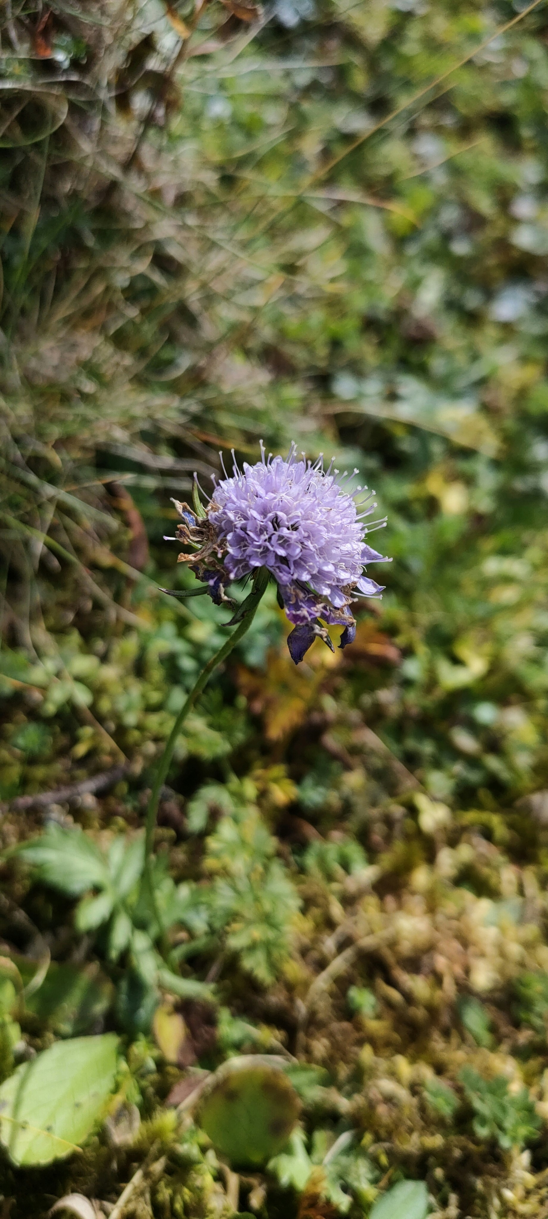 Une fleur violette pousse dans l’herbe