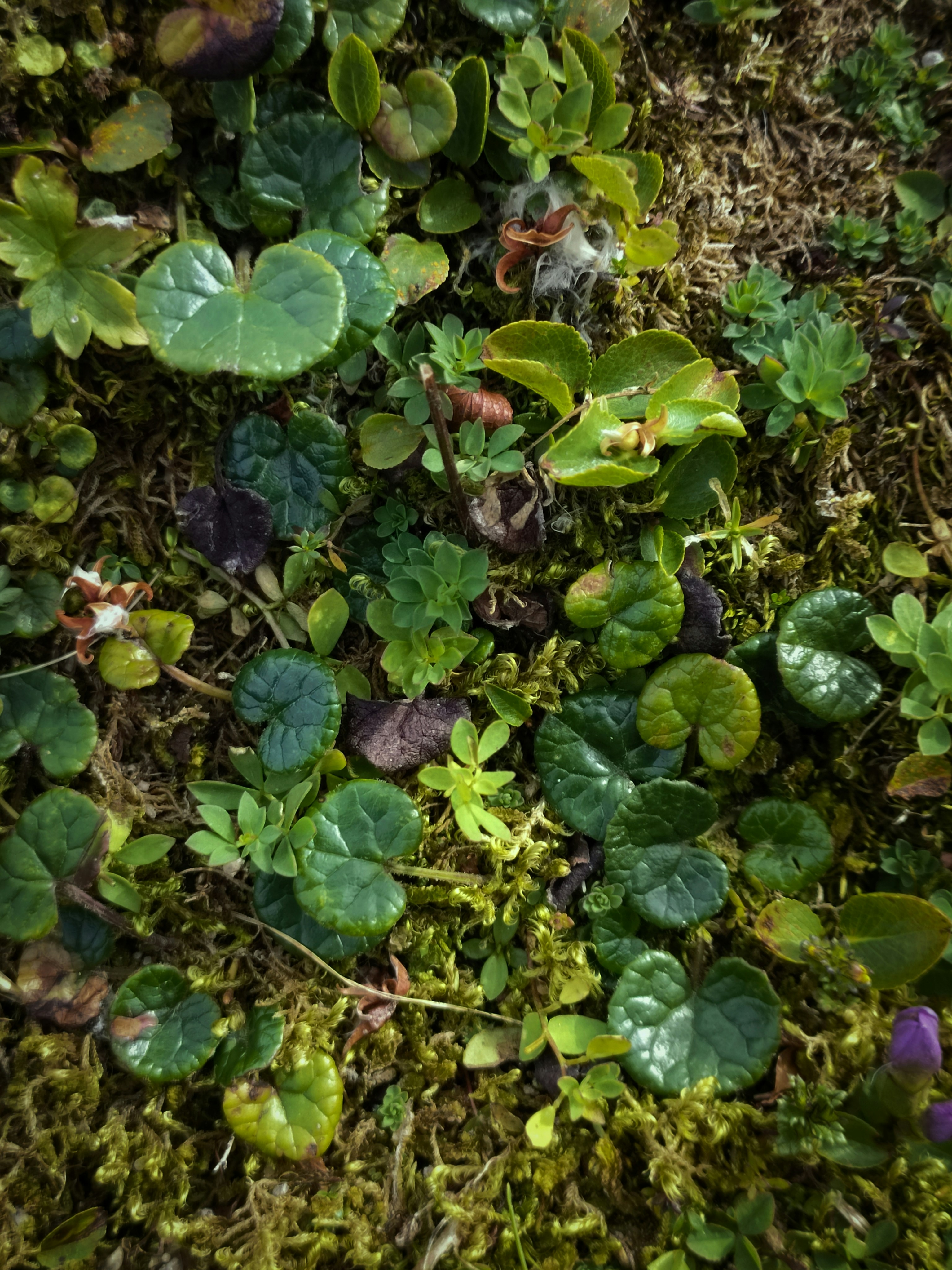 Un gros plan d’un carré d’herbe et de plantes