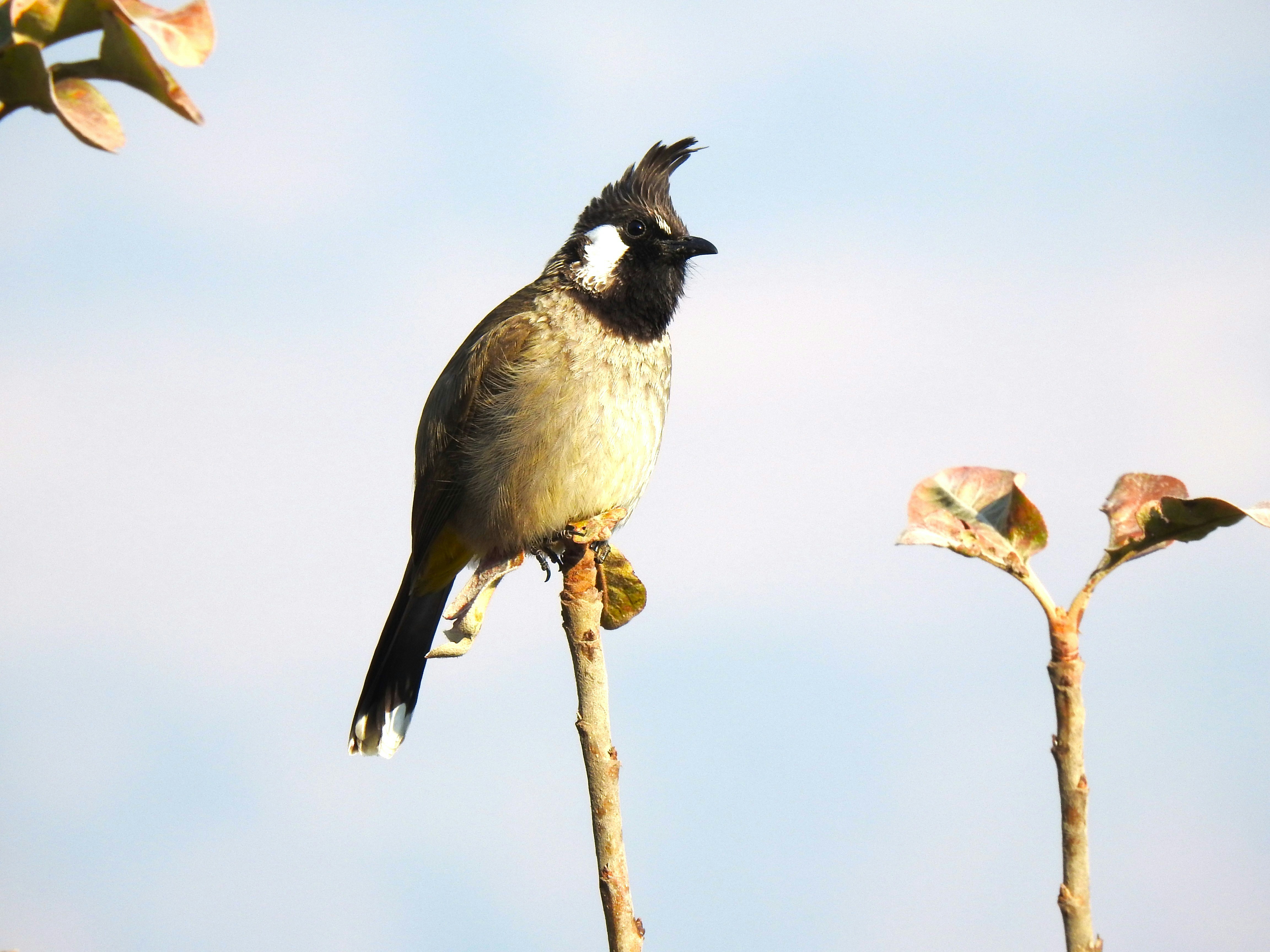 Photo by aditipanatu95