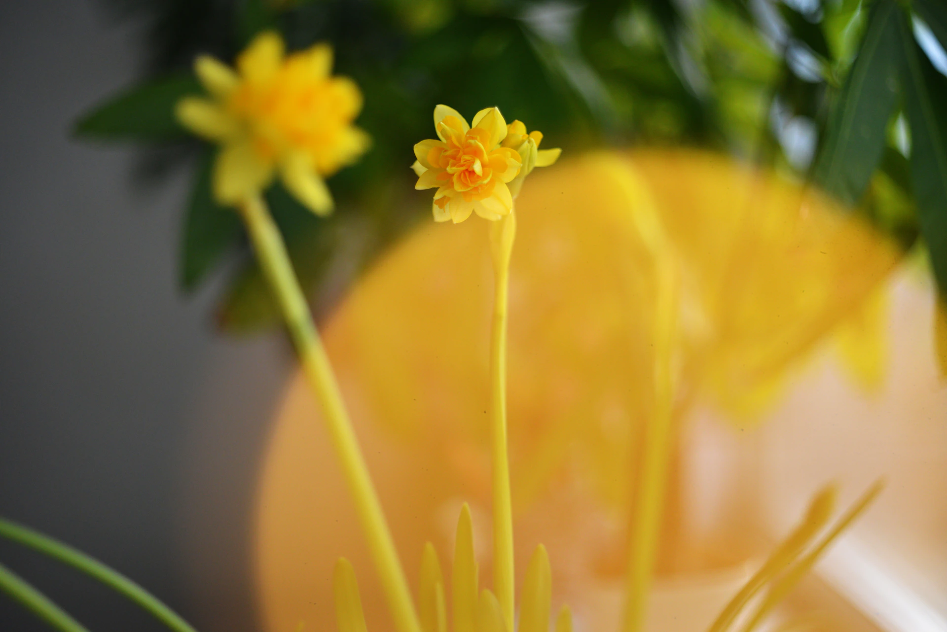 A close up of a plant with yellow flowers