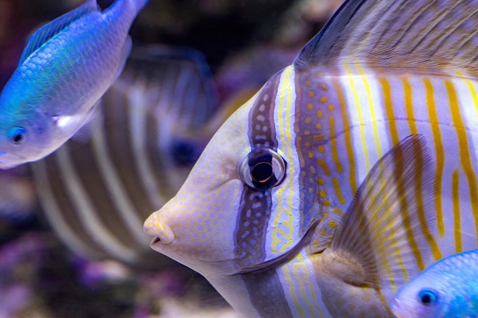 Koi pond basics — step-by-step visual example