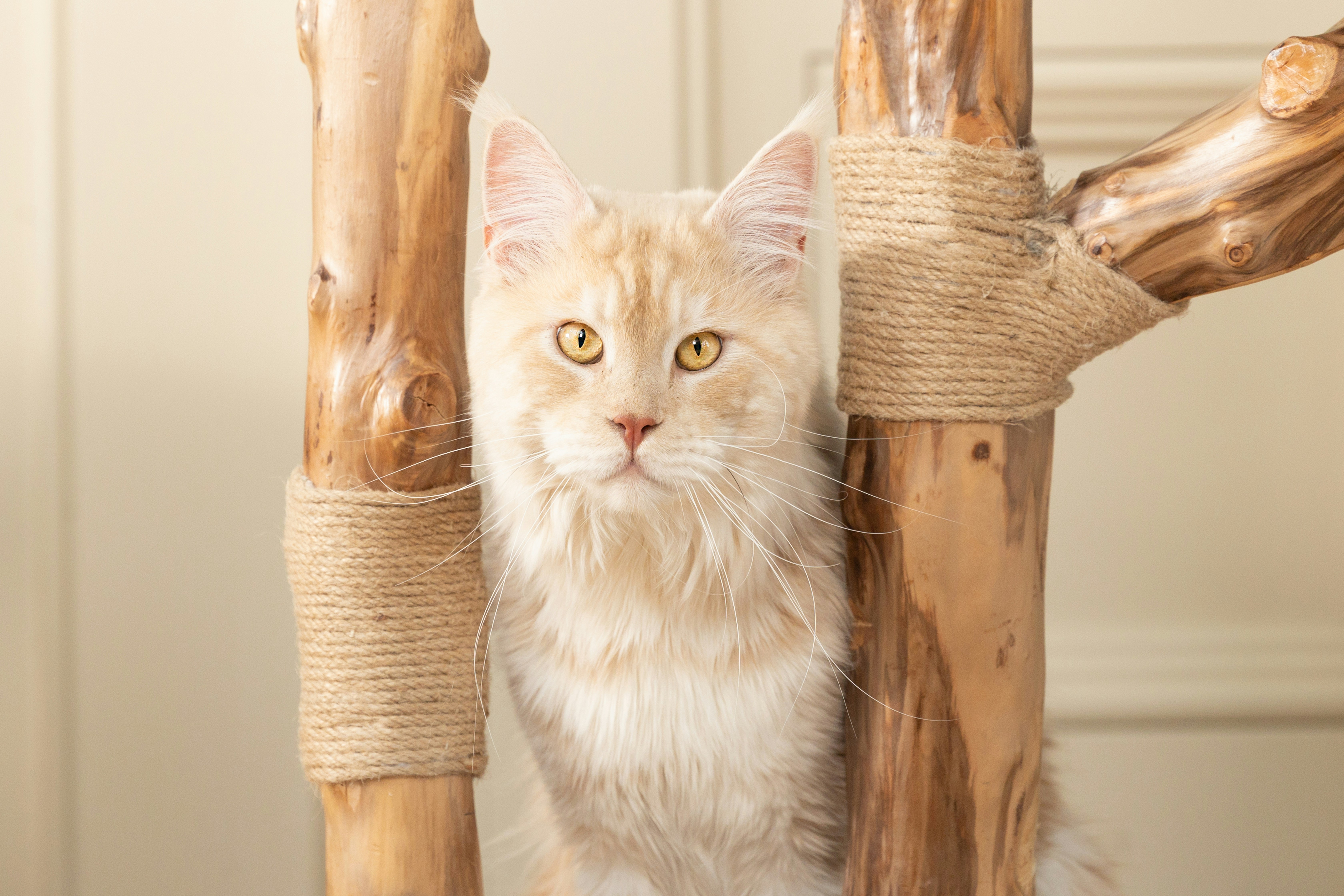 A white cat sitting on top of a wooden chair