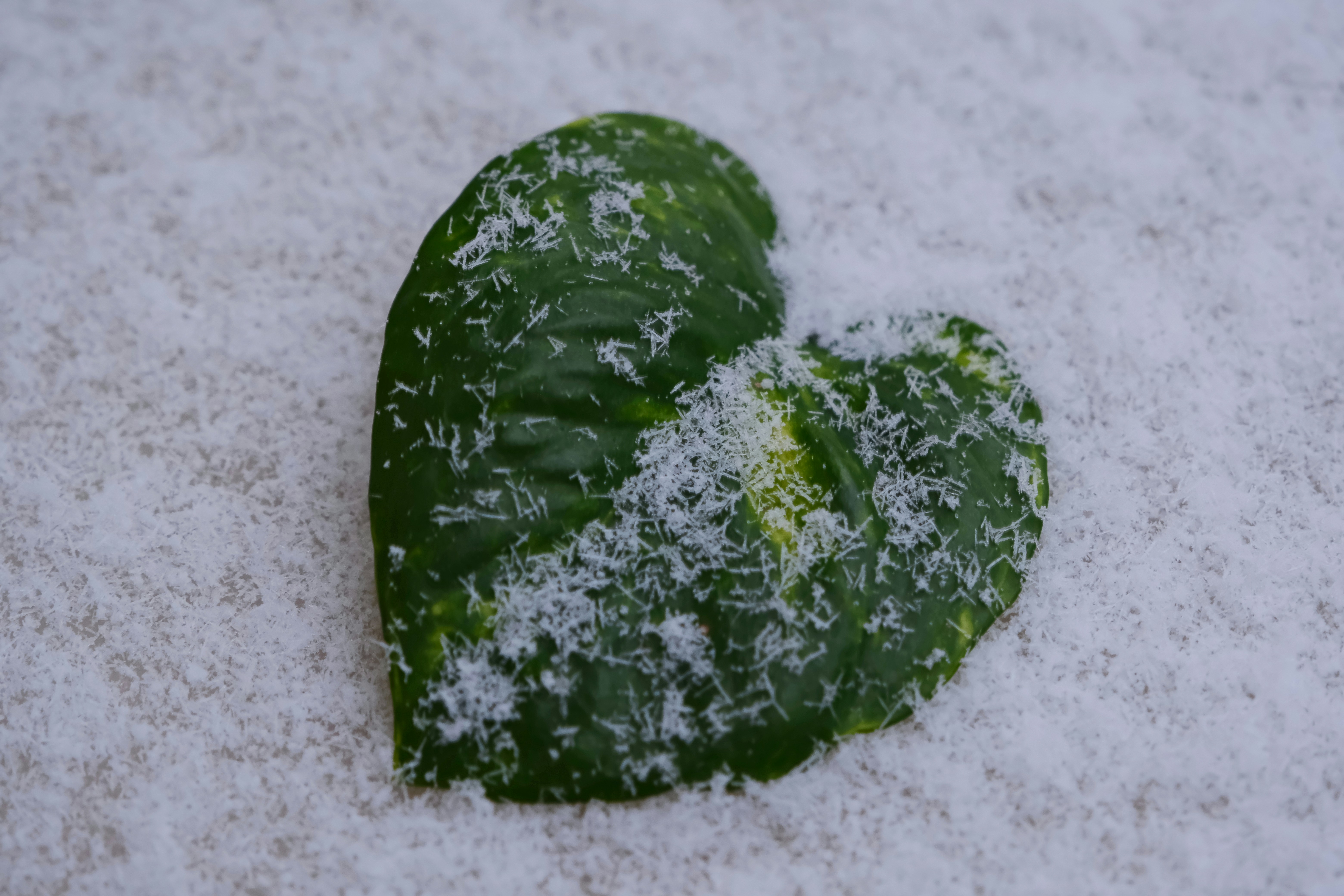 A couple of green heart shaped cookies sitting on top of a snow covered ground
