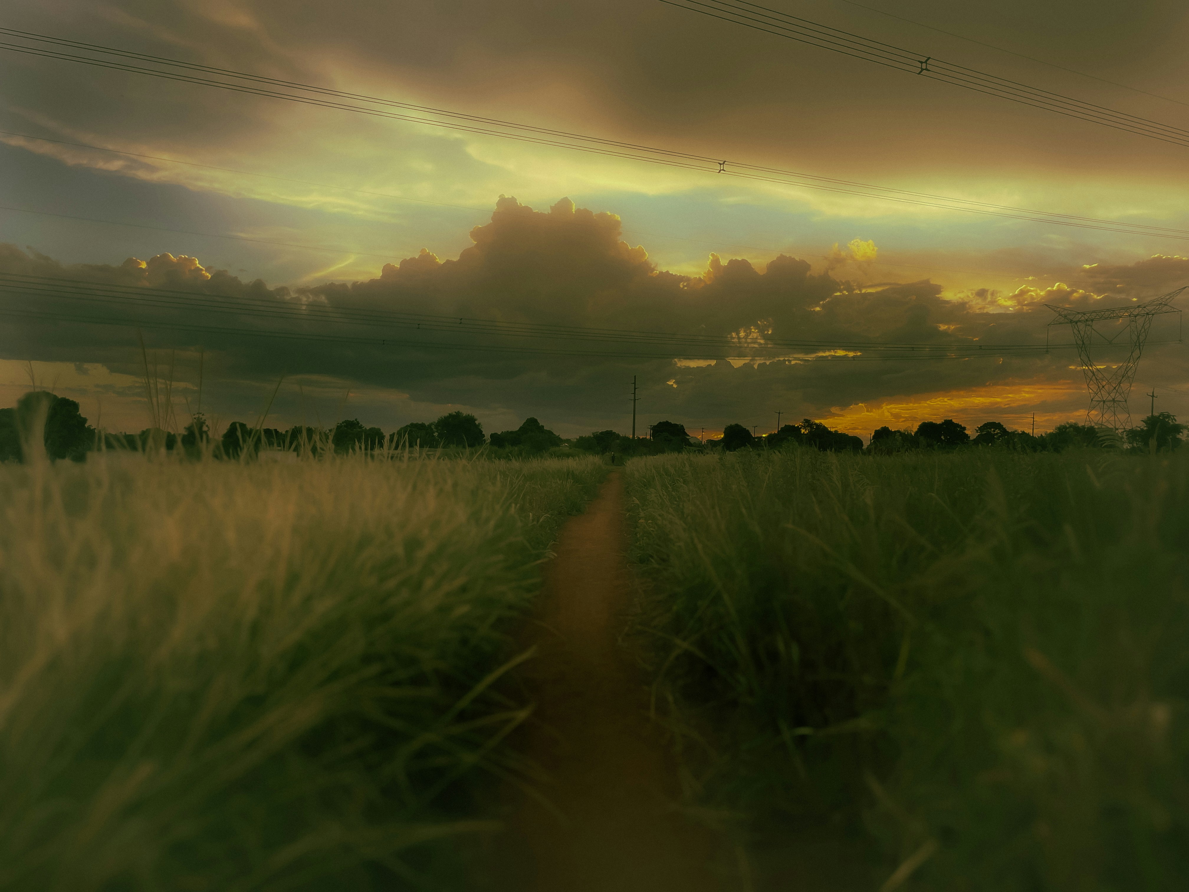 Un champ avec un chemin de terre au milieu de celui-ci