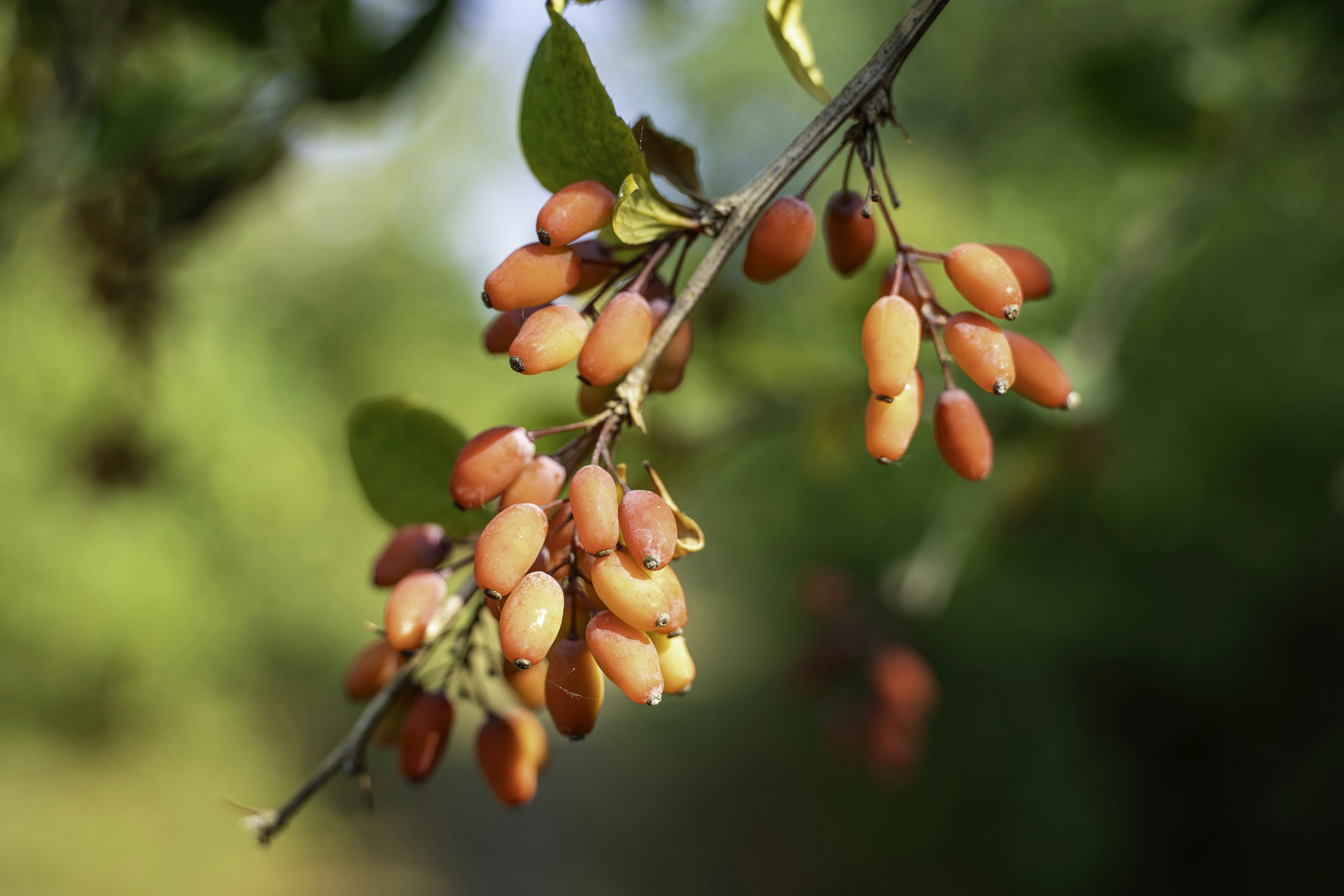 Schisandra Berry: The Five-Flavor Adaptogen I Actually Take