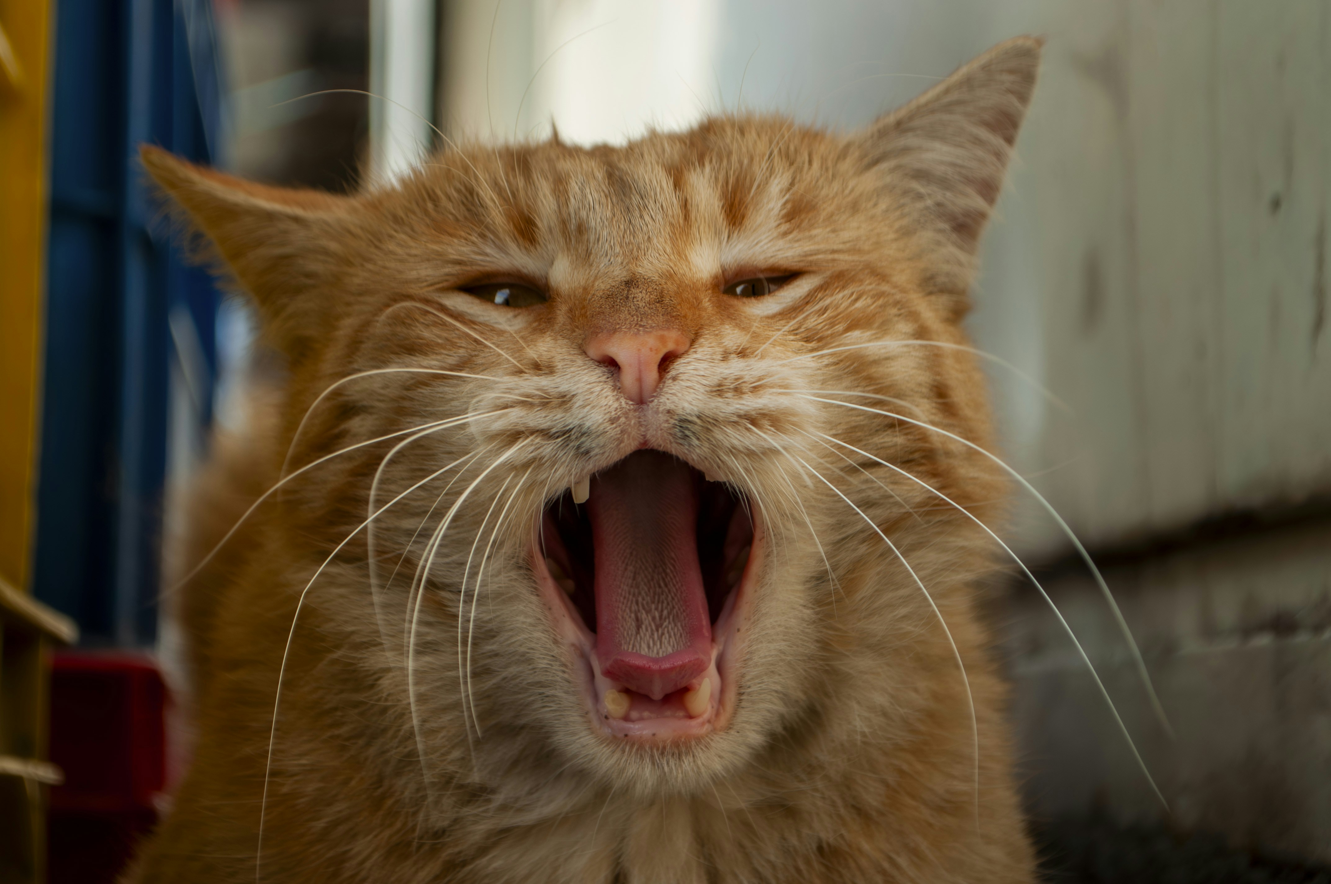 Photo by amirbagh3ri