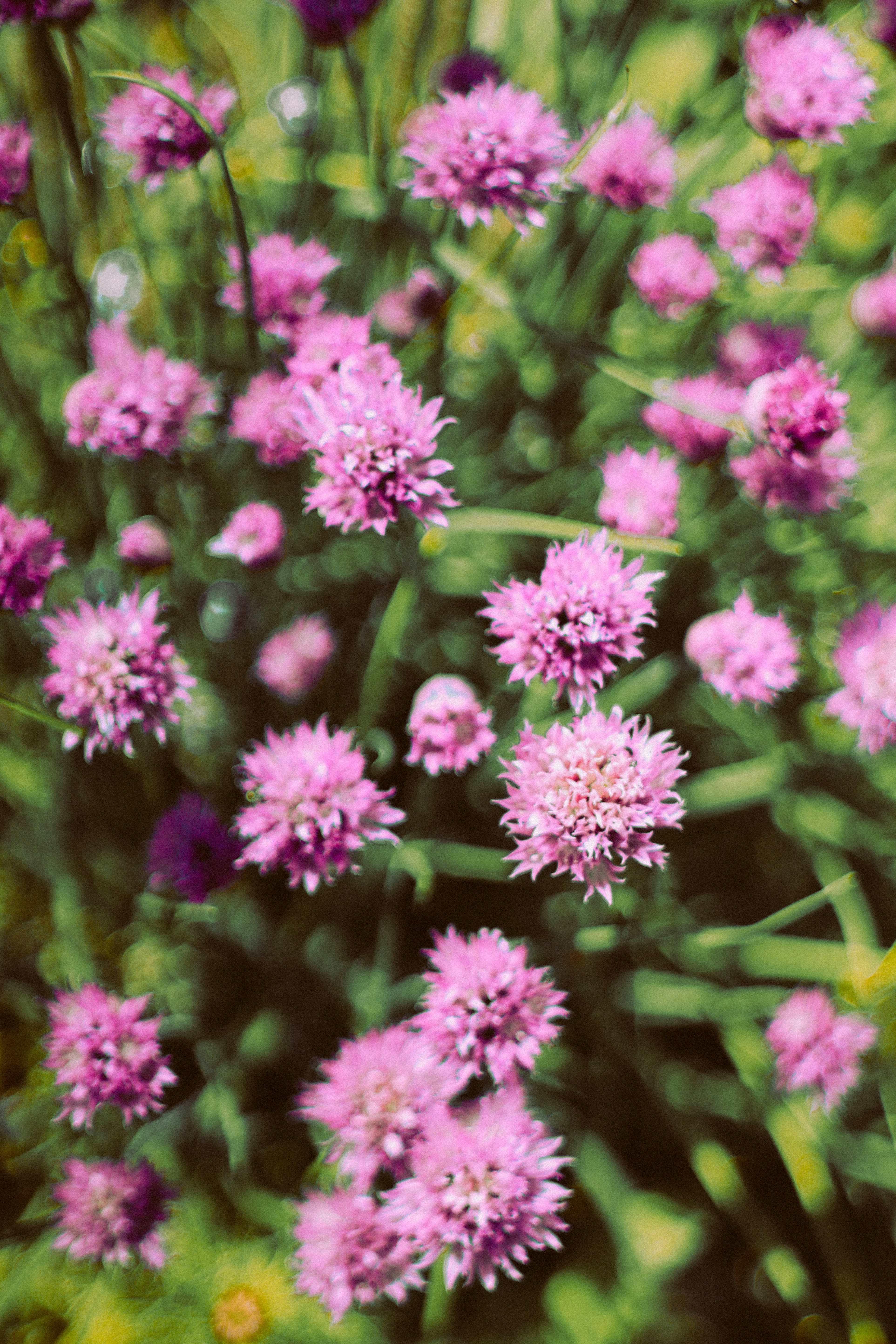 Photo by andaaa_lupulet