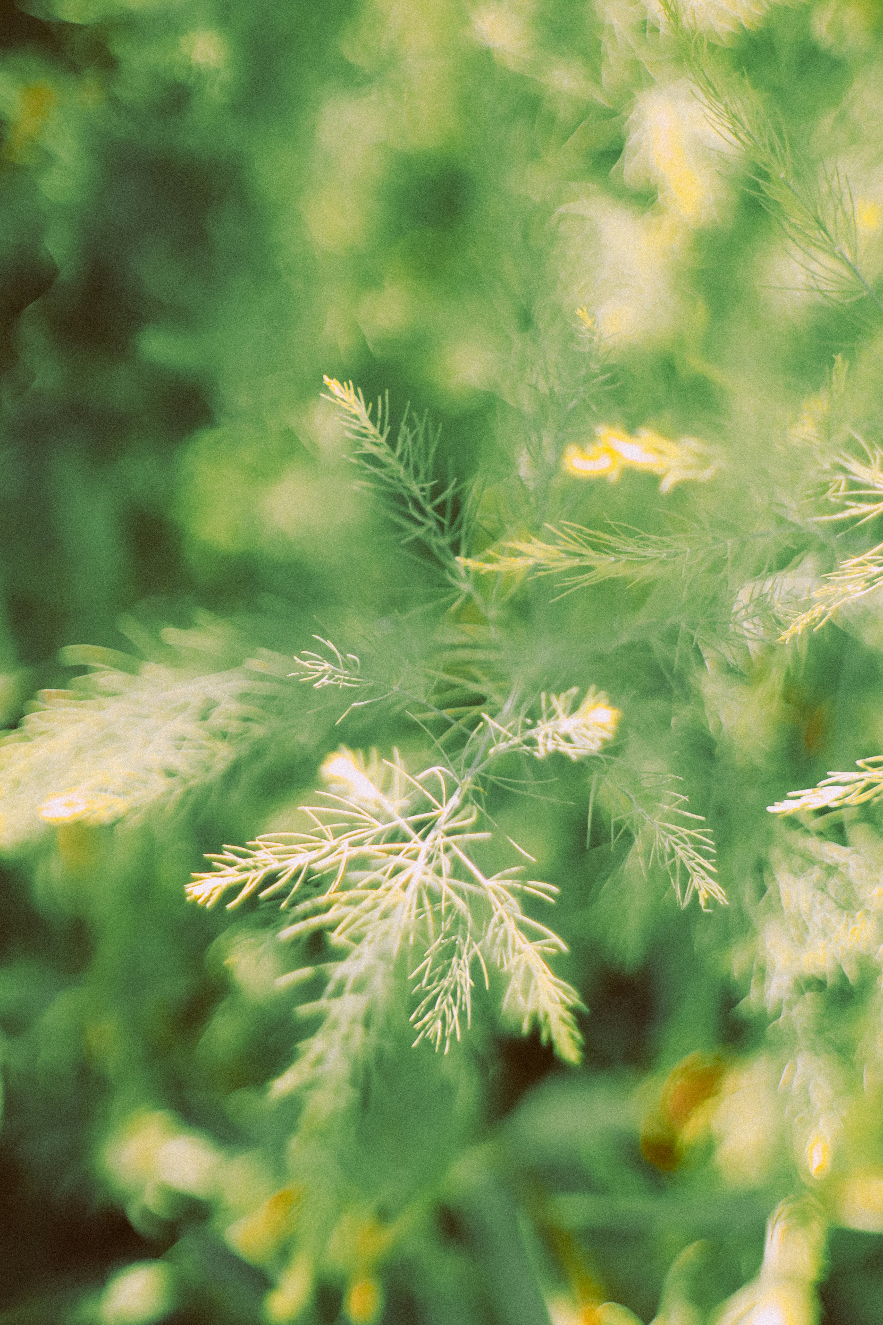 Photo by andaaa_lupulet