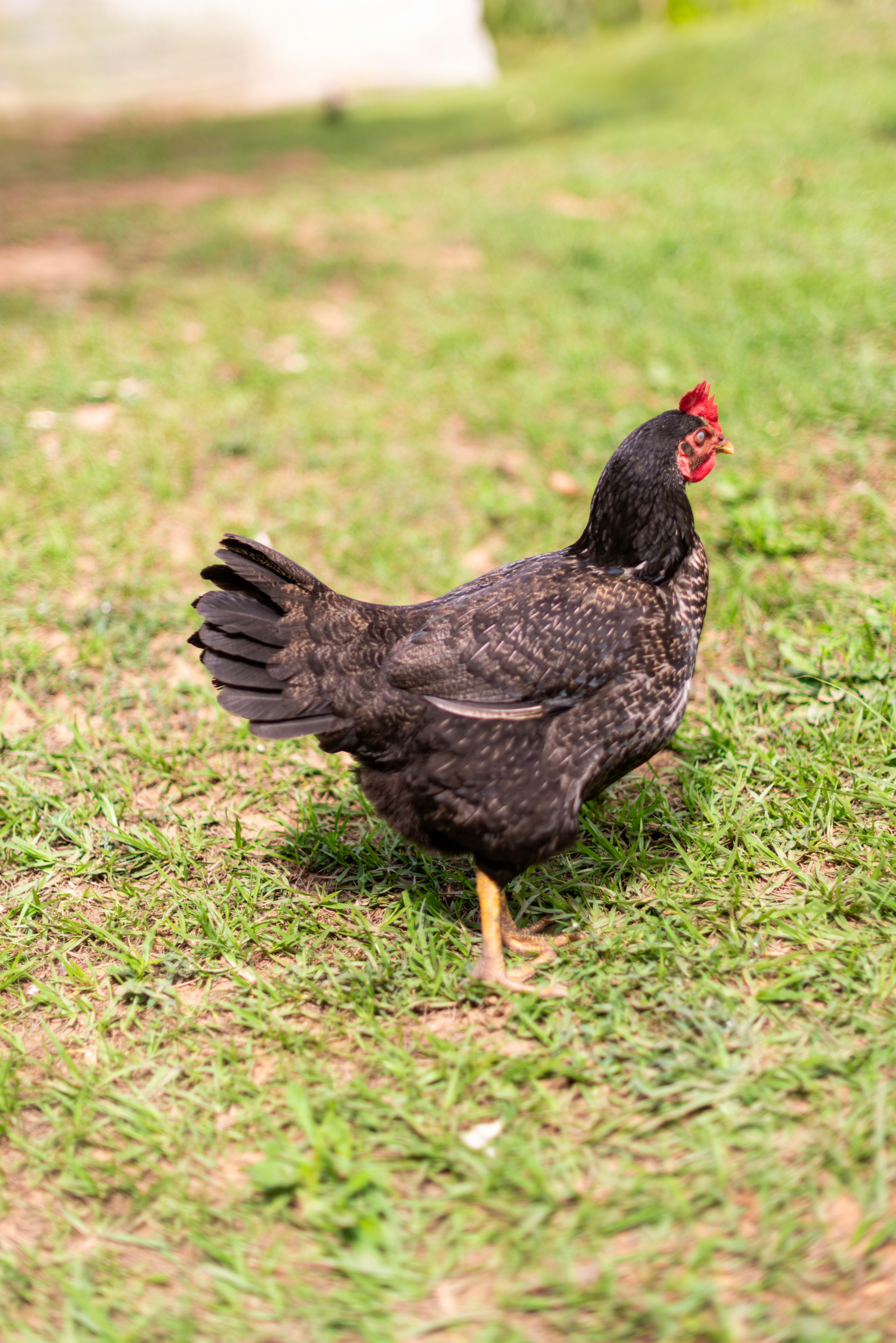 목조 구조물 위에 앉은 검은 닭. 사진 – Unsplash의 무료 이미지, image size:3000x4494