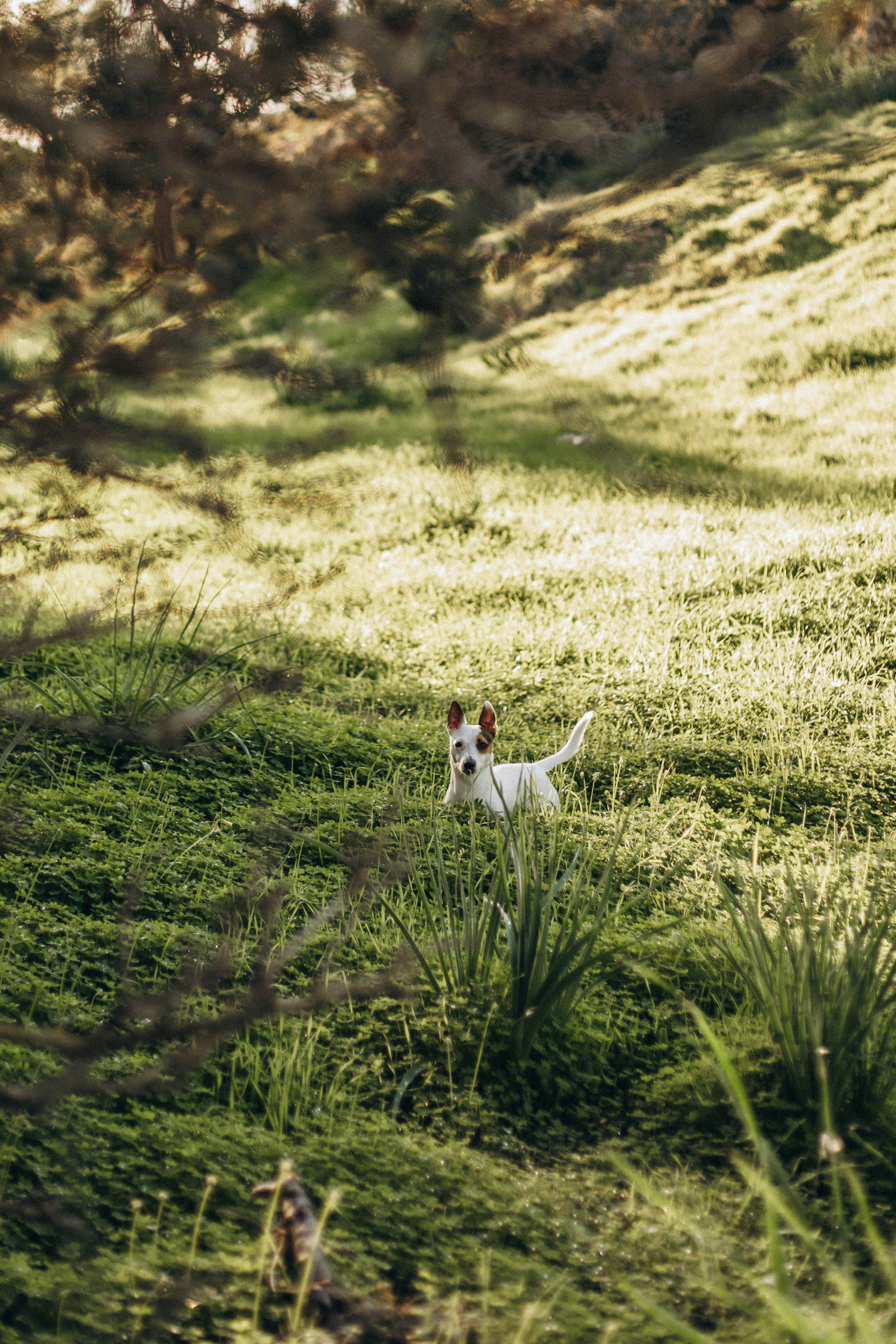 A dog is sitting in a grassy field