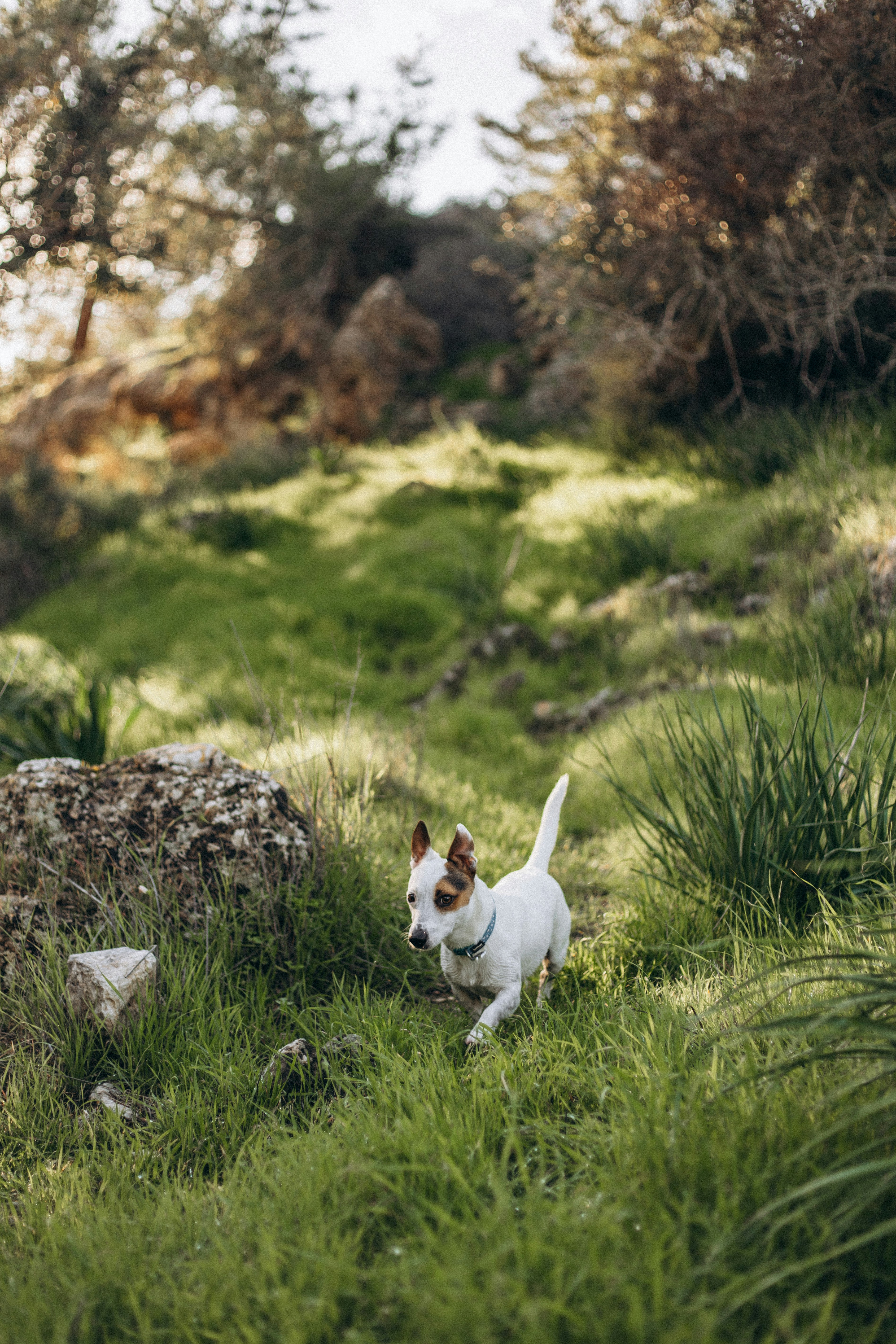 A small white dog walking through a lush green field