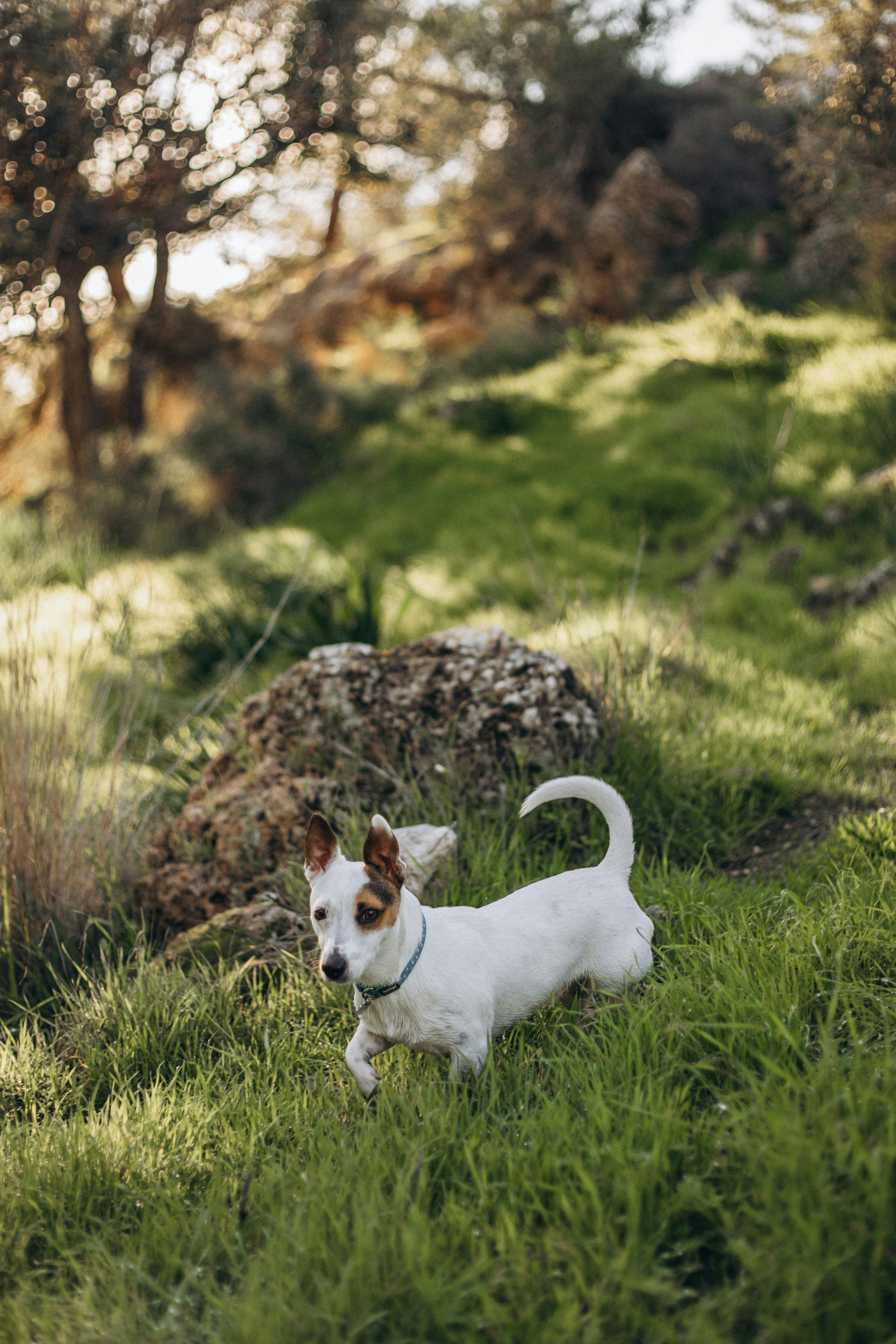 A small white dog walking through a lush green field