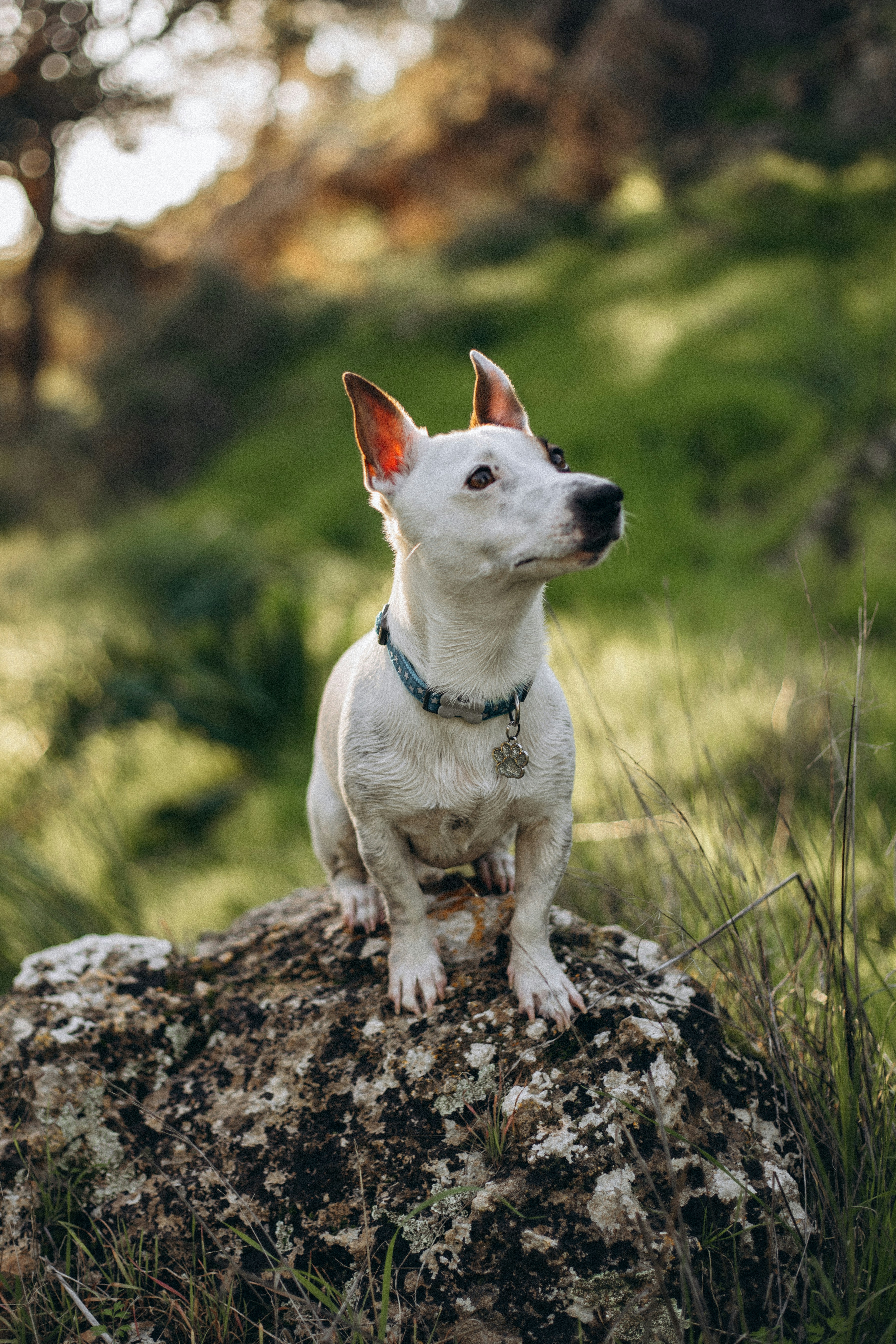 A small white dog sitting on top of a rock