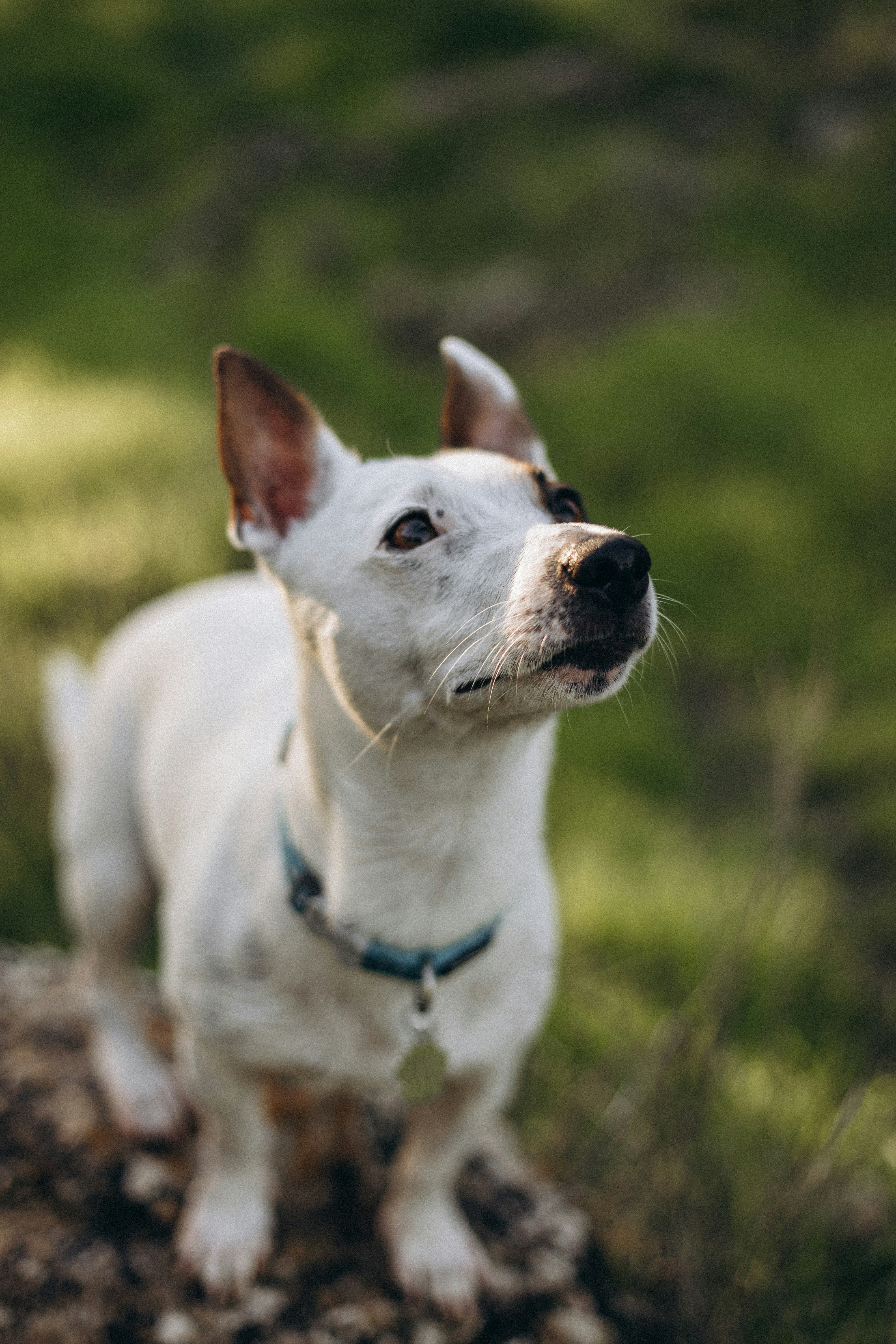 A small white dog standing on top of a lush green field