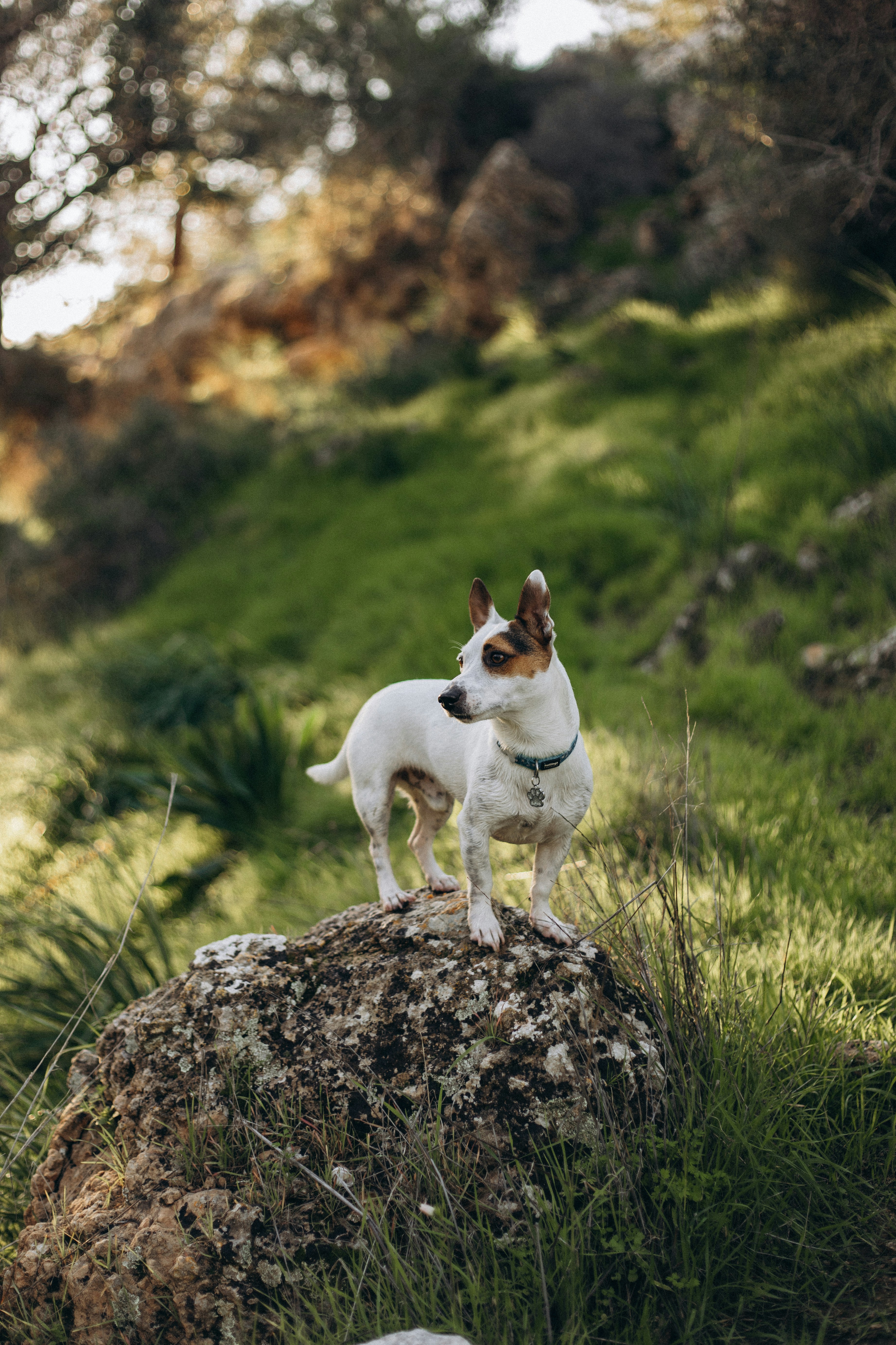 A small dog standing on top of a rock