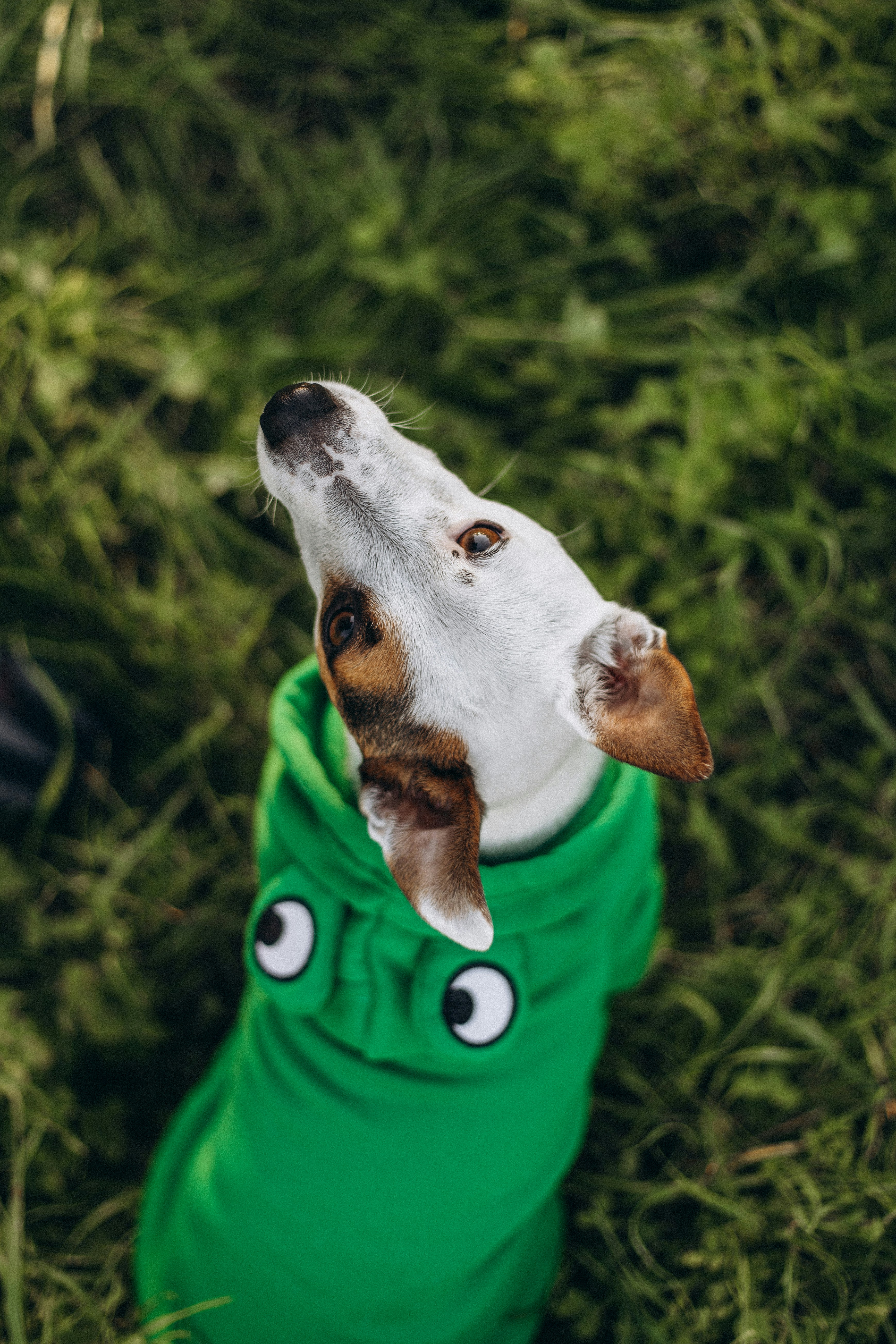 A dog wearing a green shirt with eyes on it