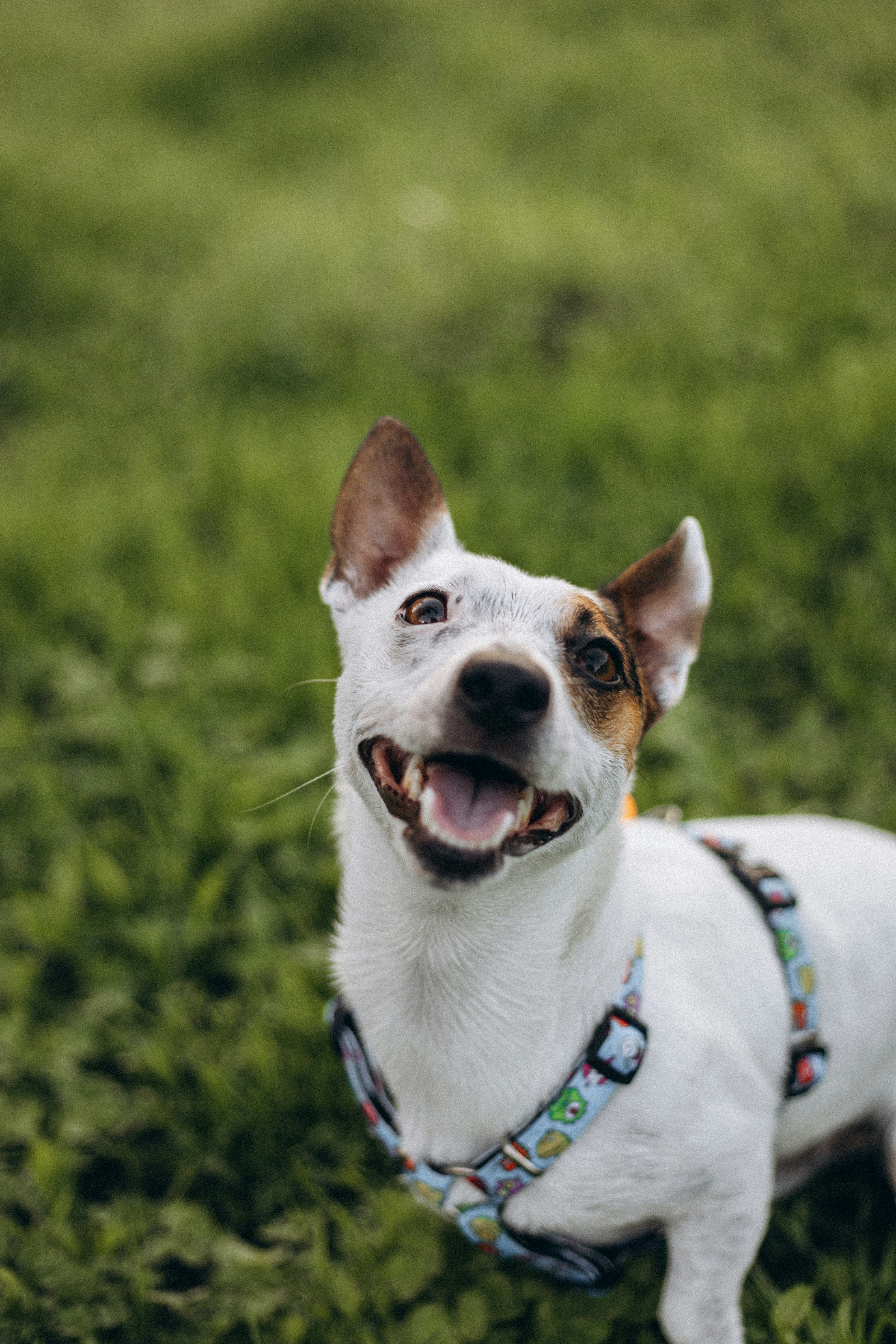 A small white and brown dog standing on top of a lush green field
