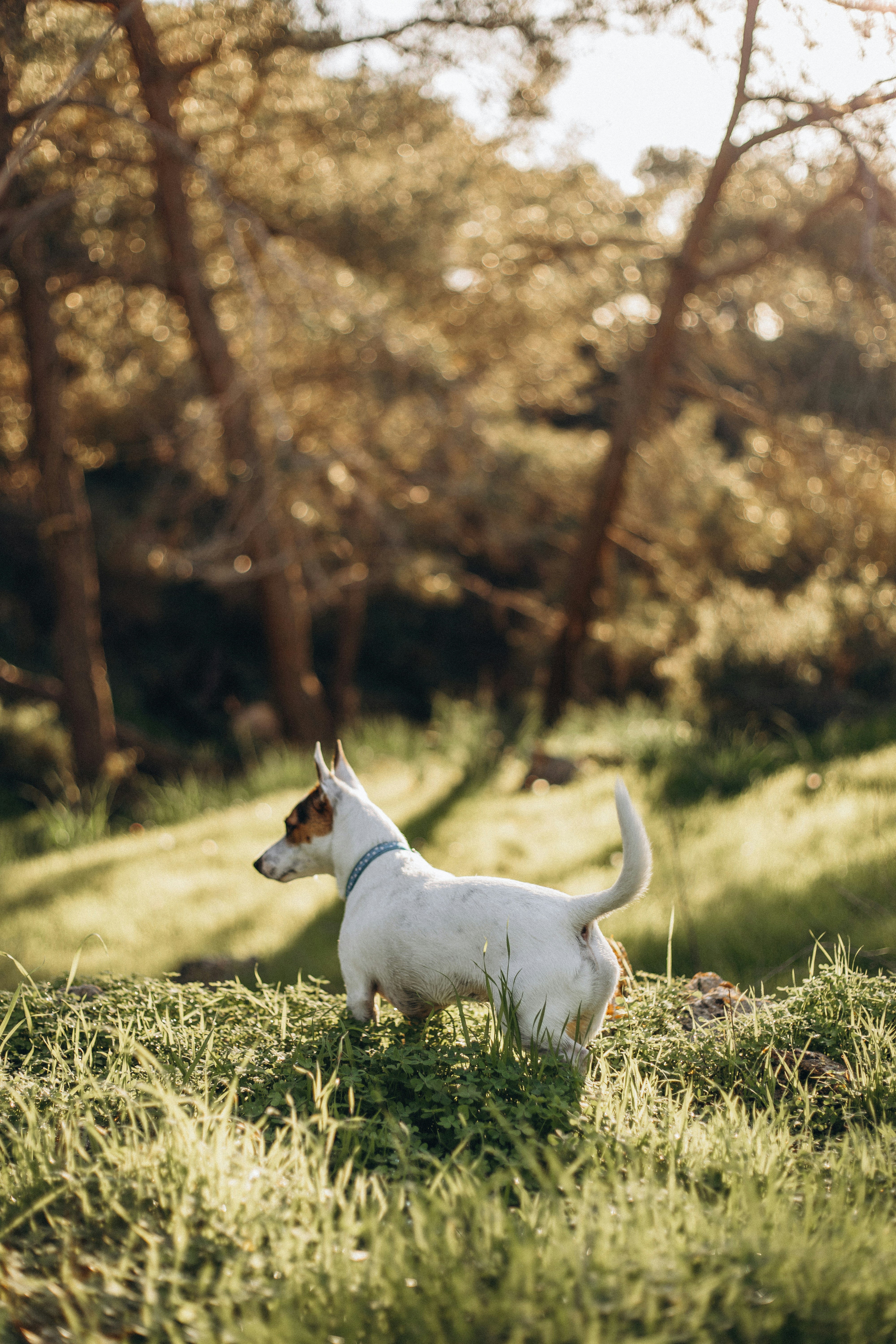 A small white dog standing on top of a lush green field