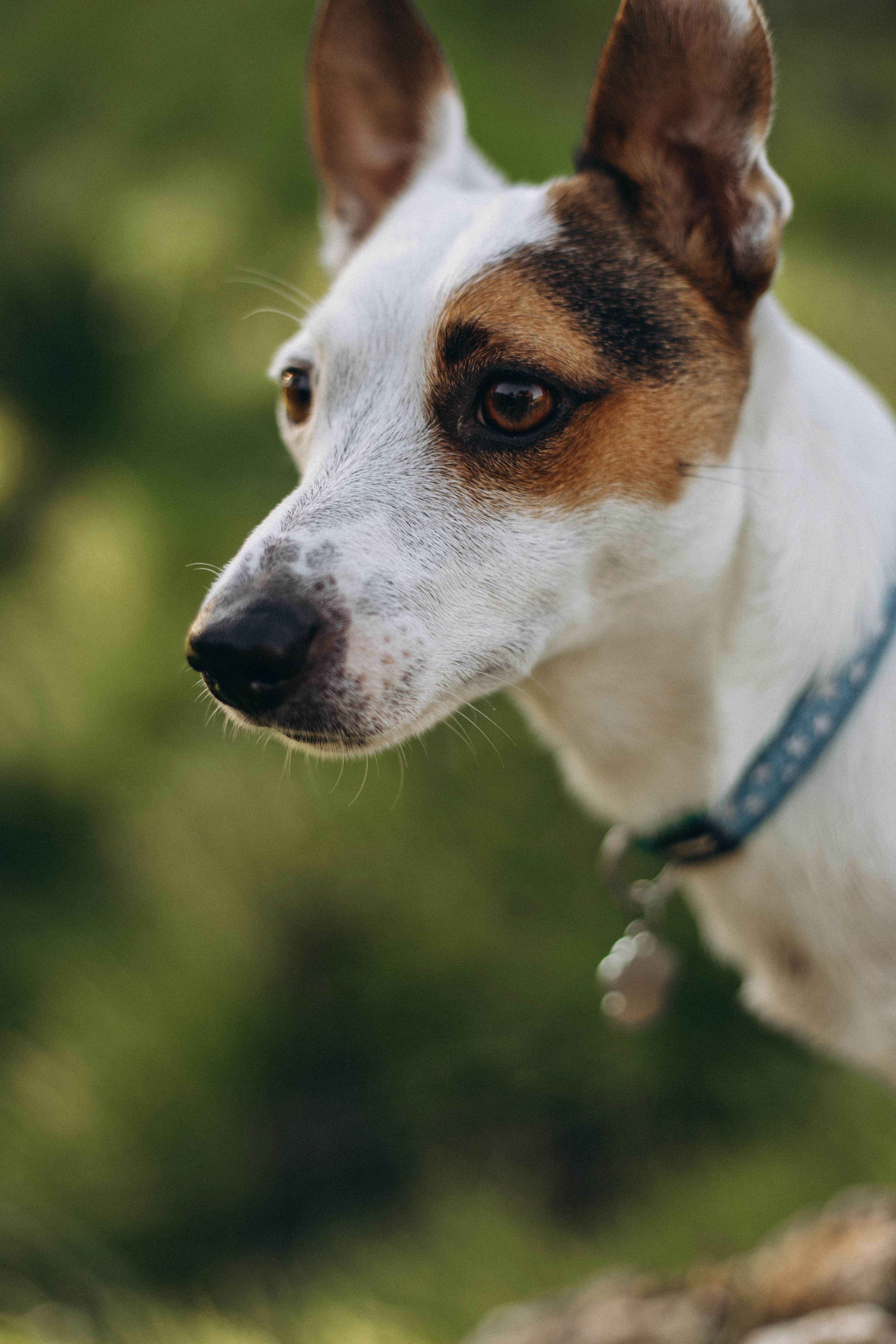 A brown and white dog standing on top of a lush green field