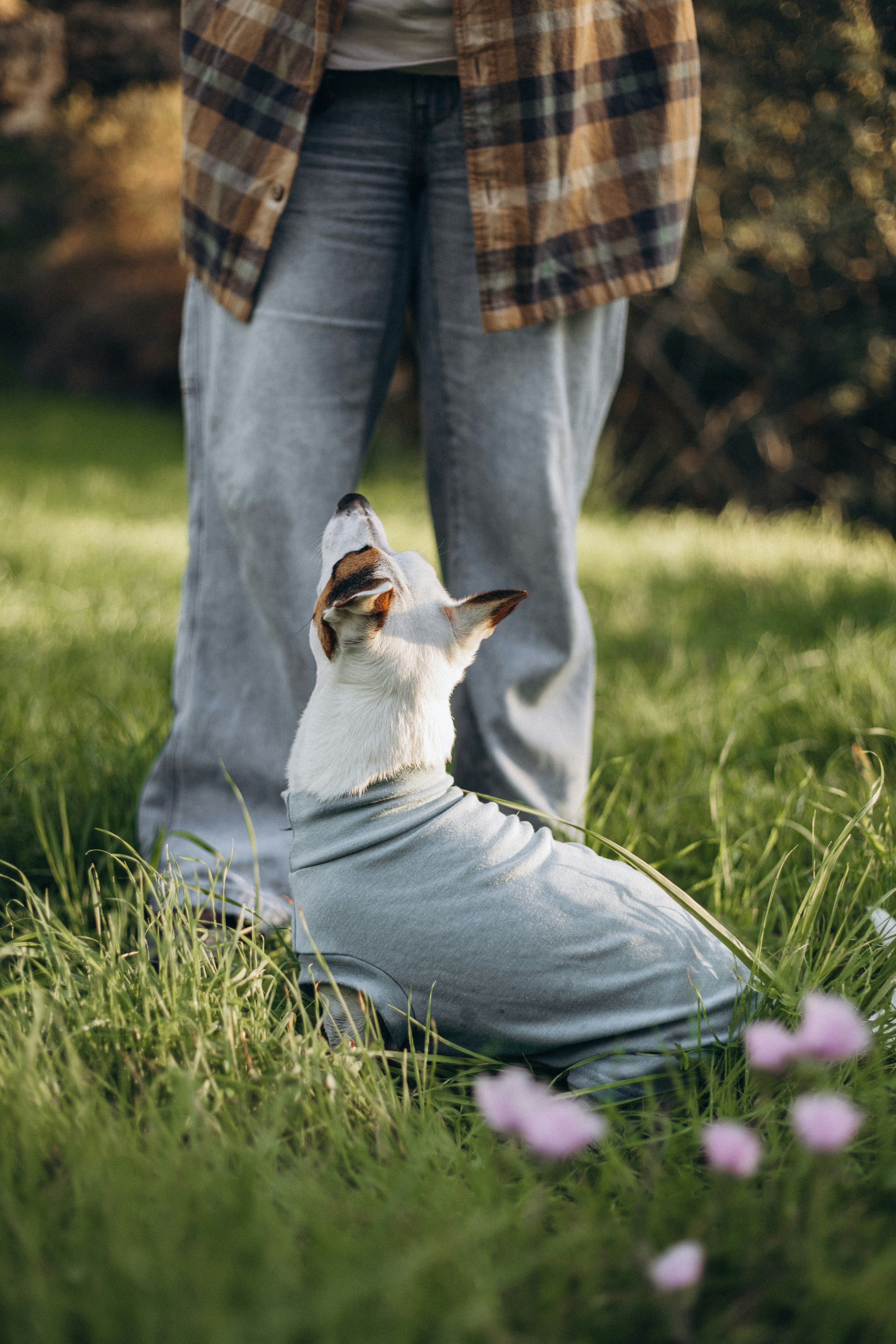 A dog sitting on the ground with a person standing behind it