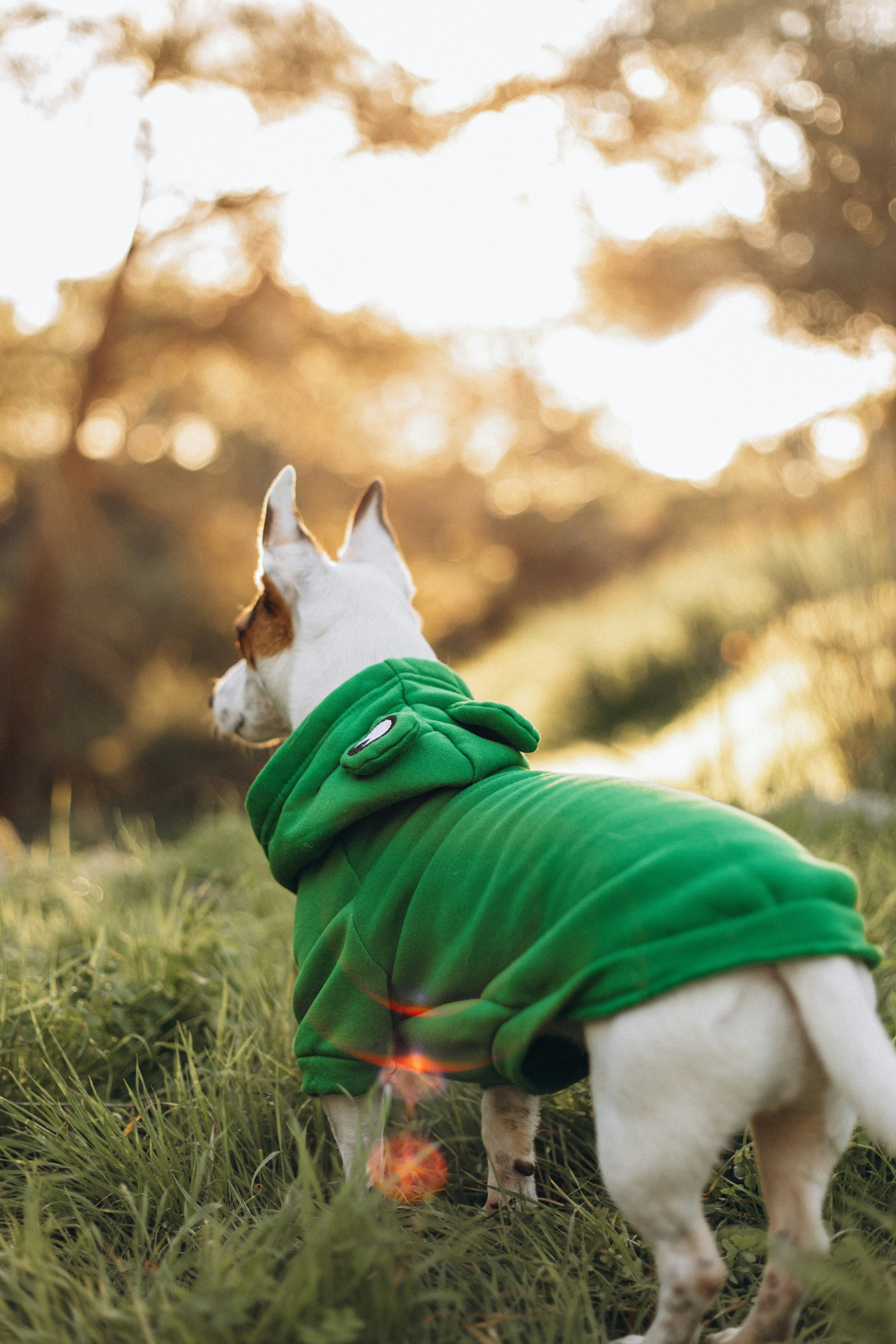 A small dog wearing a green coat in the grass