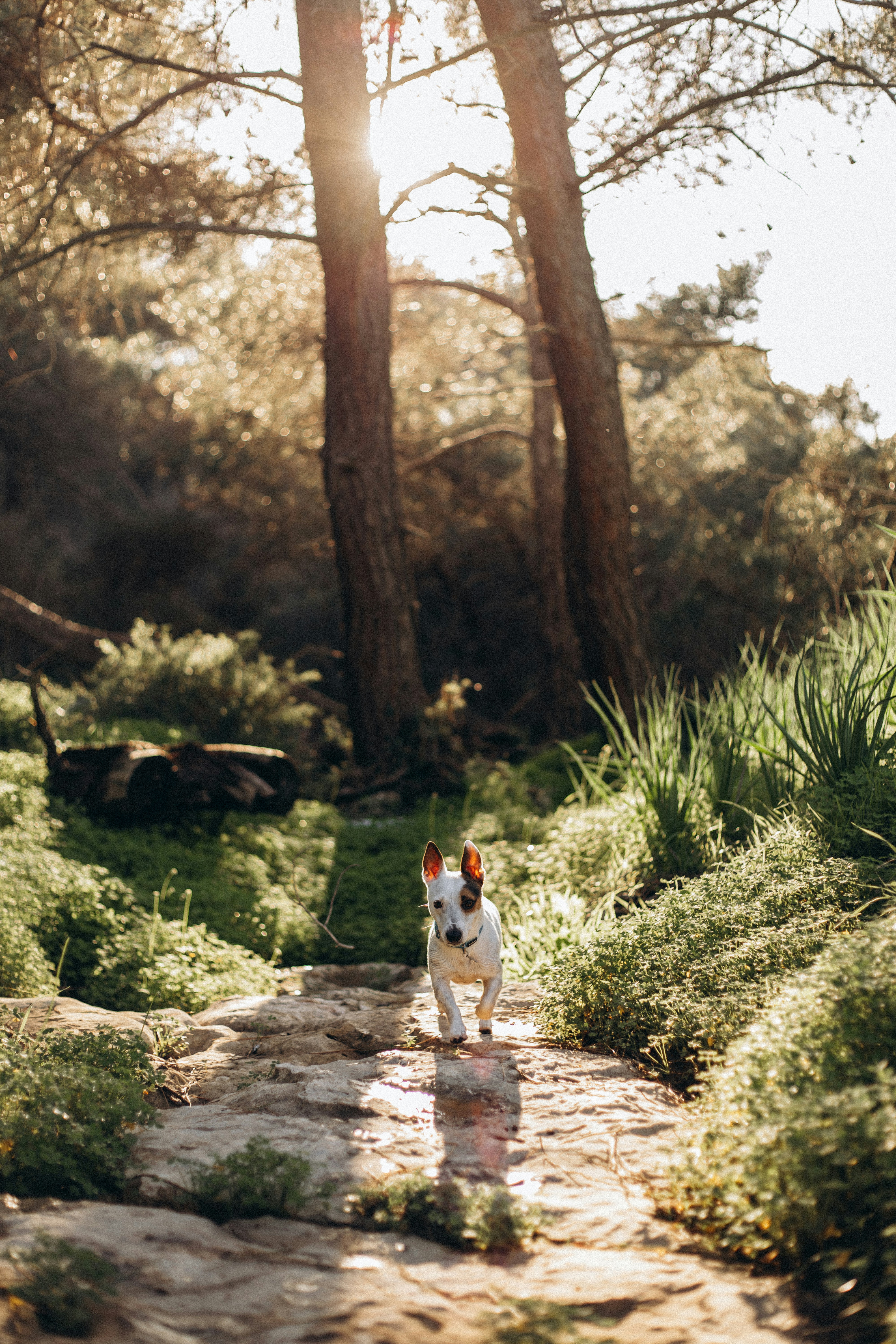 A dog standing on a rock path in the woods