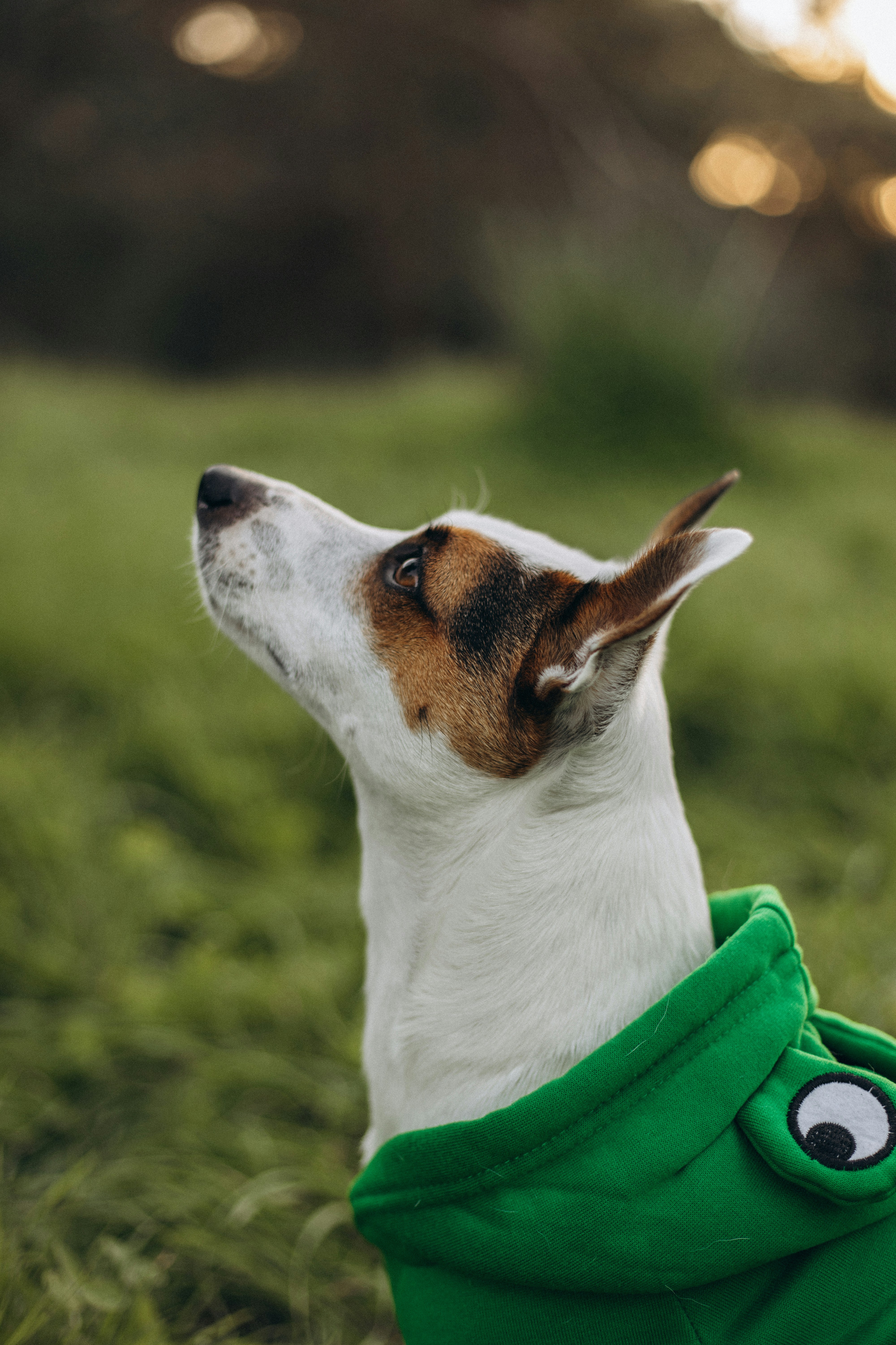 A small dog wearing a green hoodie with eyes