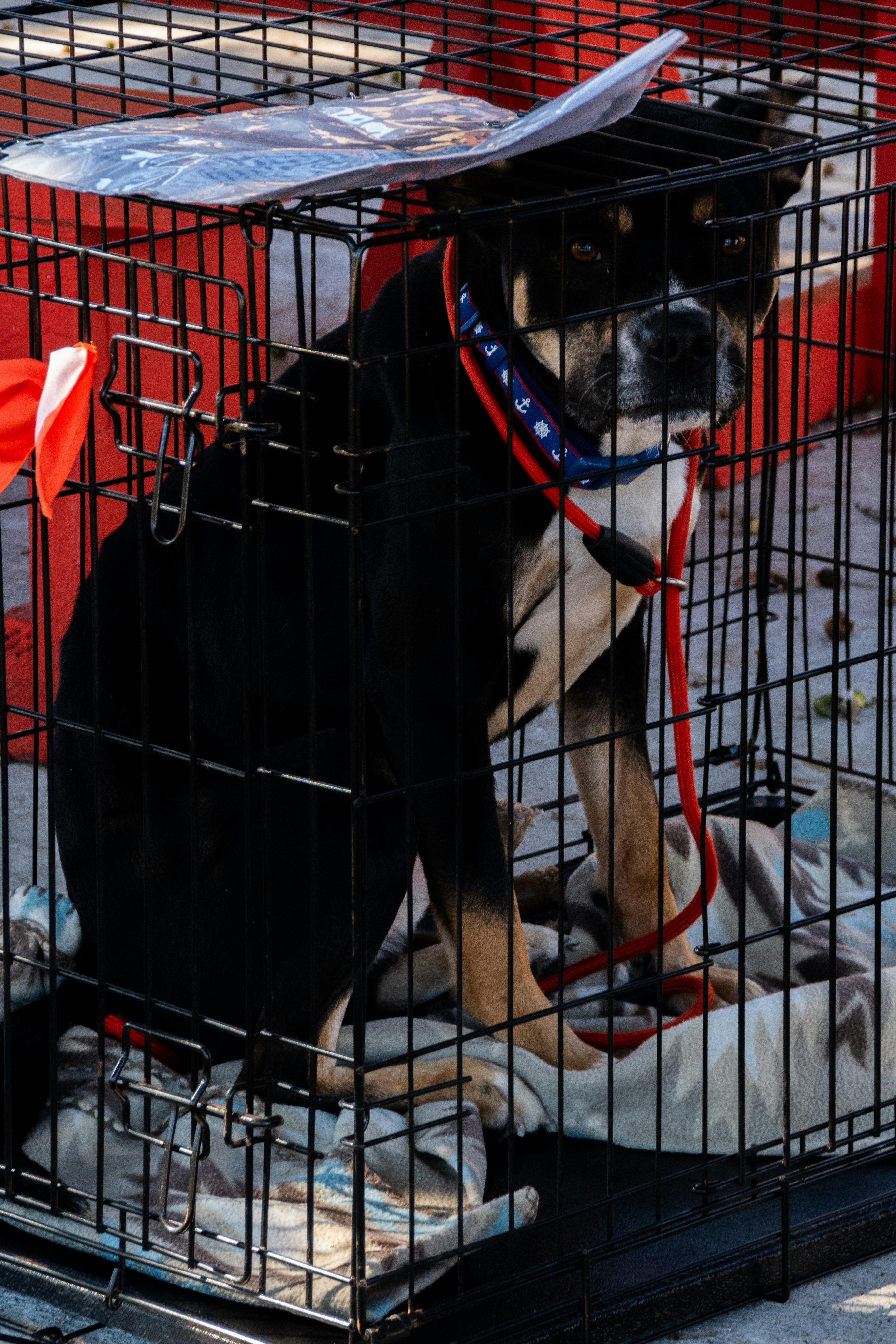 A dog sitting in a cage on the ground