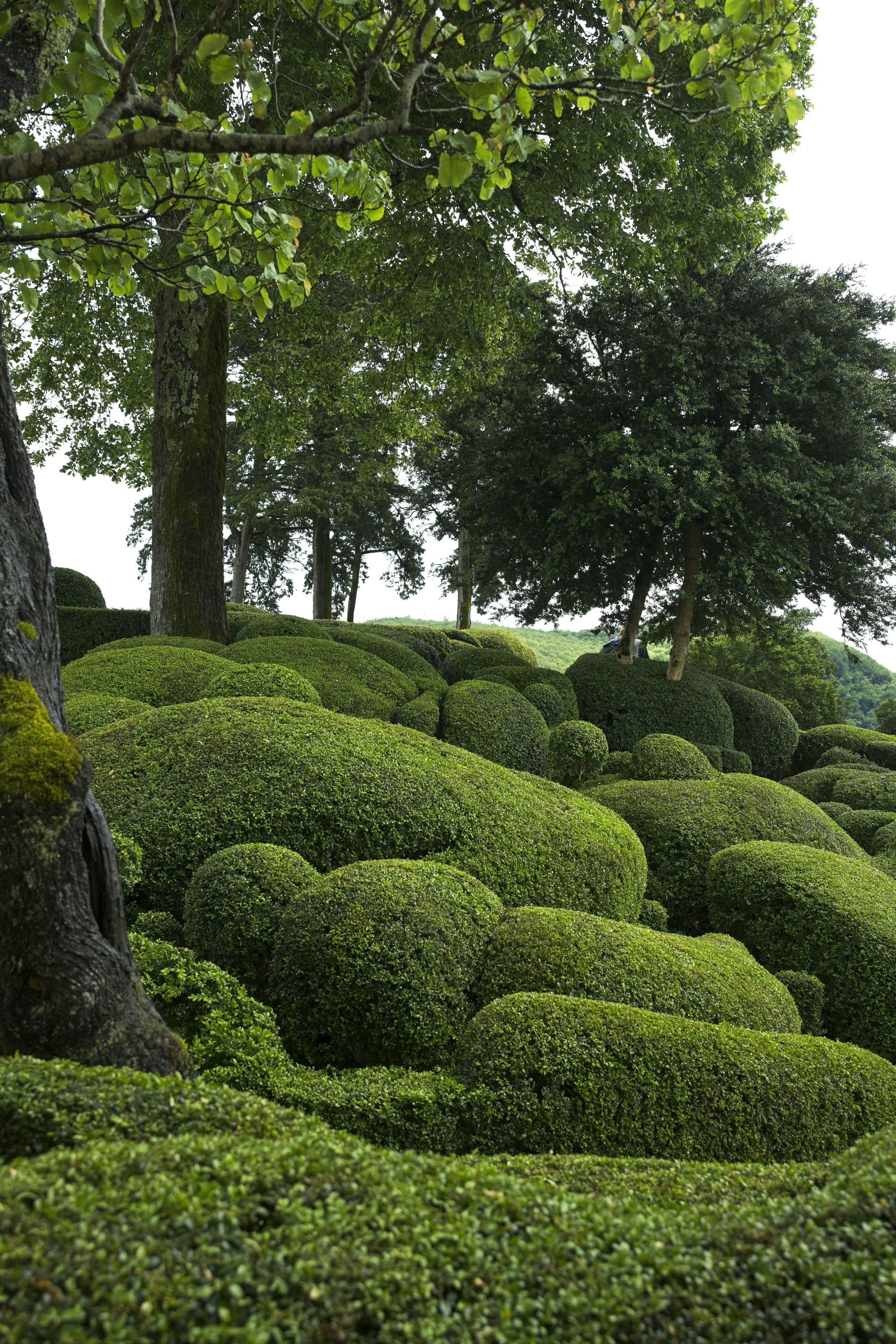 The Secret Therapeutic Power of Topiary: A New Way to Prune