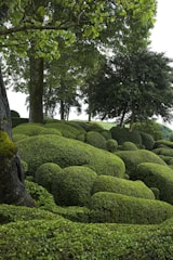 A group of trees and bushes in a park