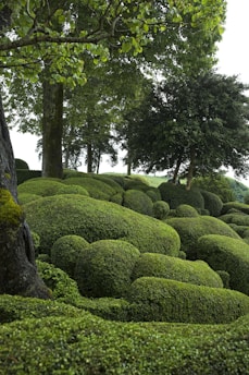 A group of trees and bushes in a park