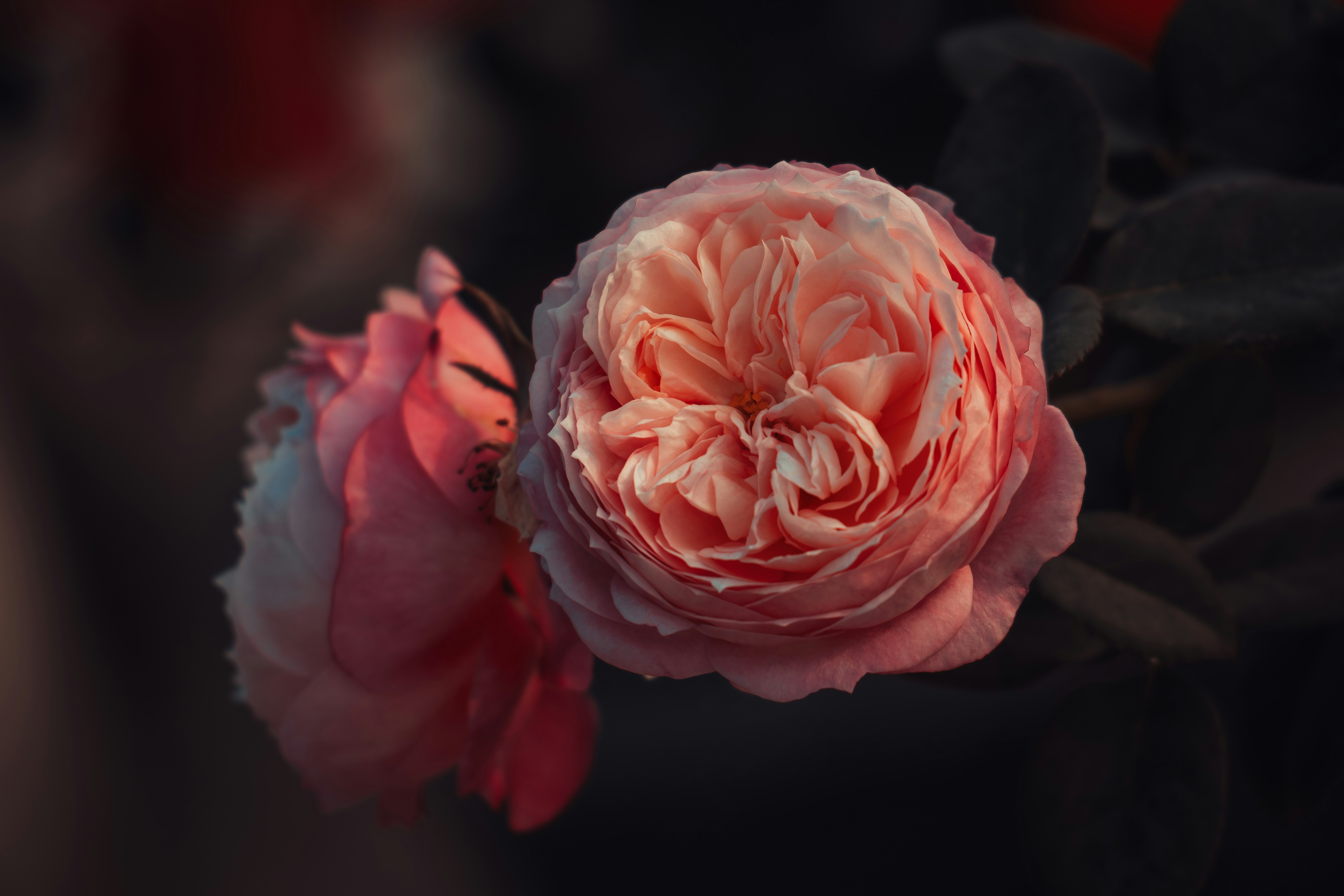 Photo by berserkdhanraj