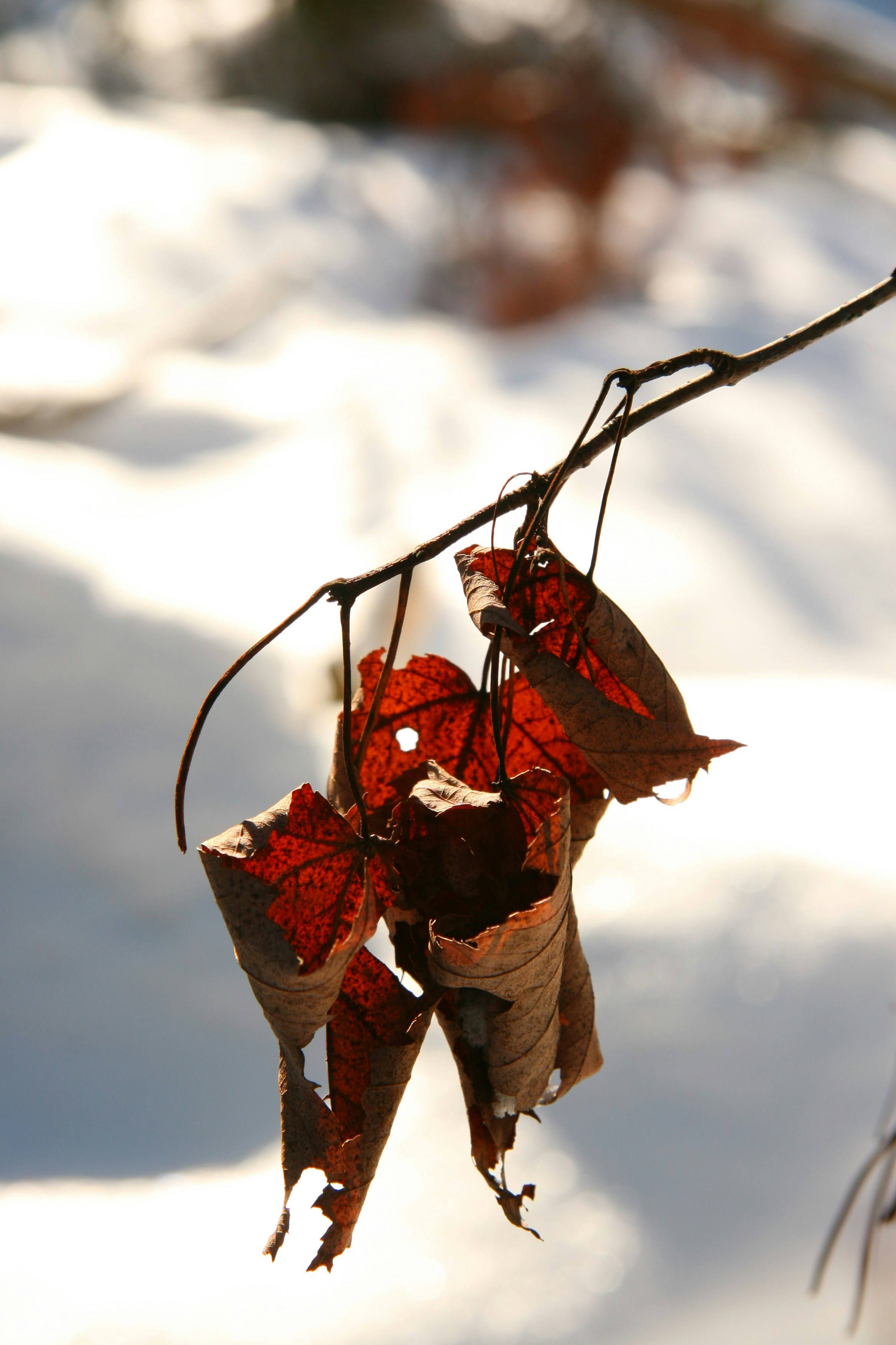 Photo by ernest_boyd