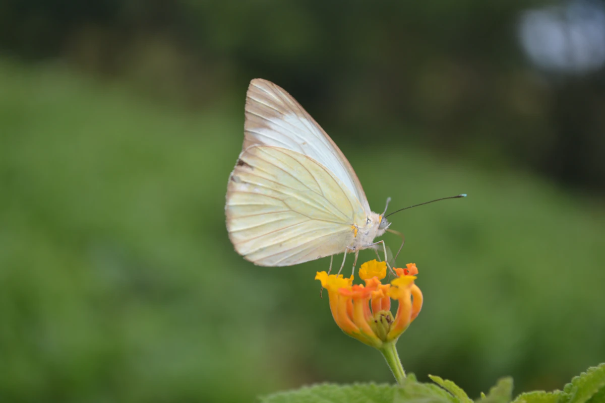 Mariposa blanca posada sobre una flor amarilla
