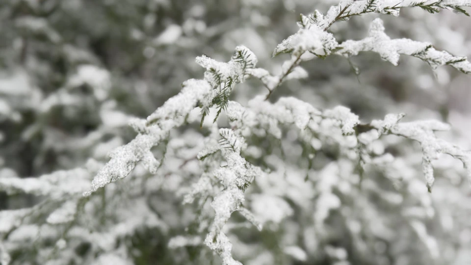Close-up view of a branch covered in fresh snow with curled branches and white leaves