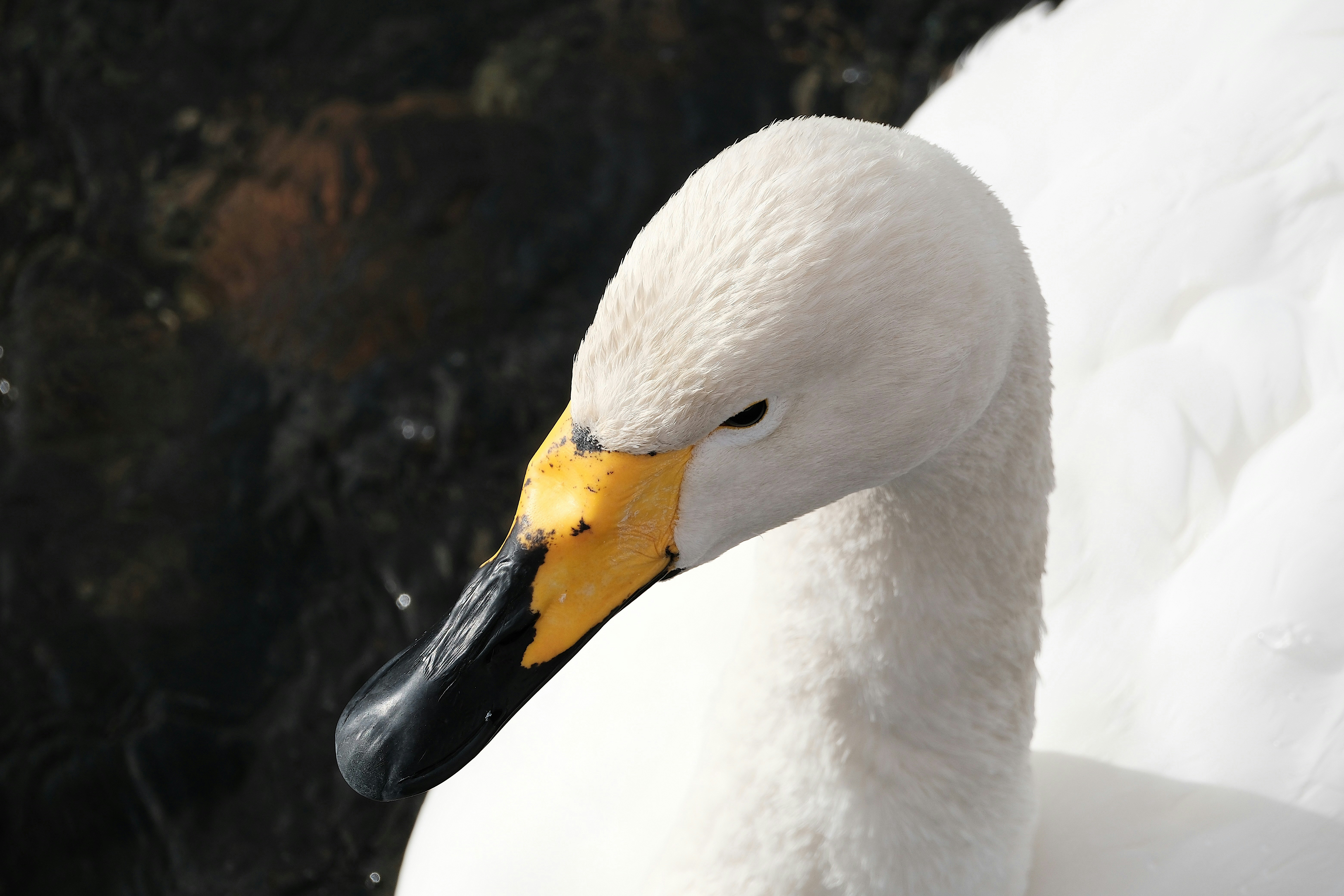 Photo by seiya_maeda