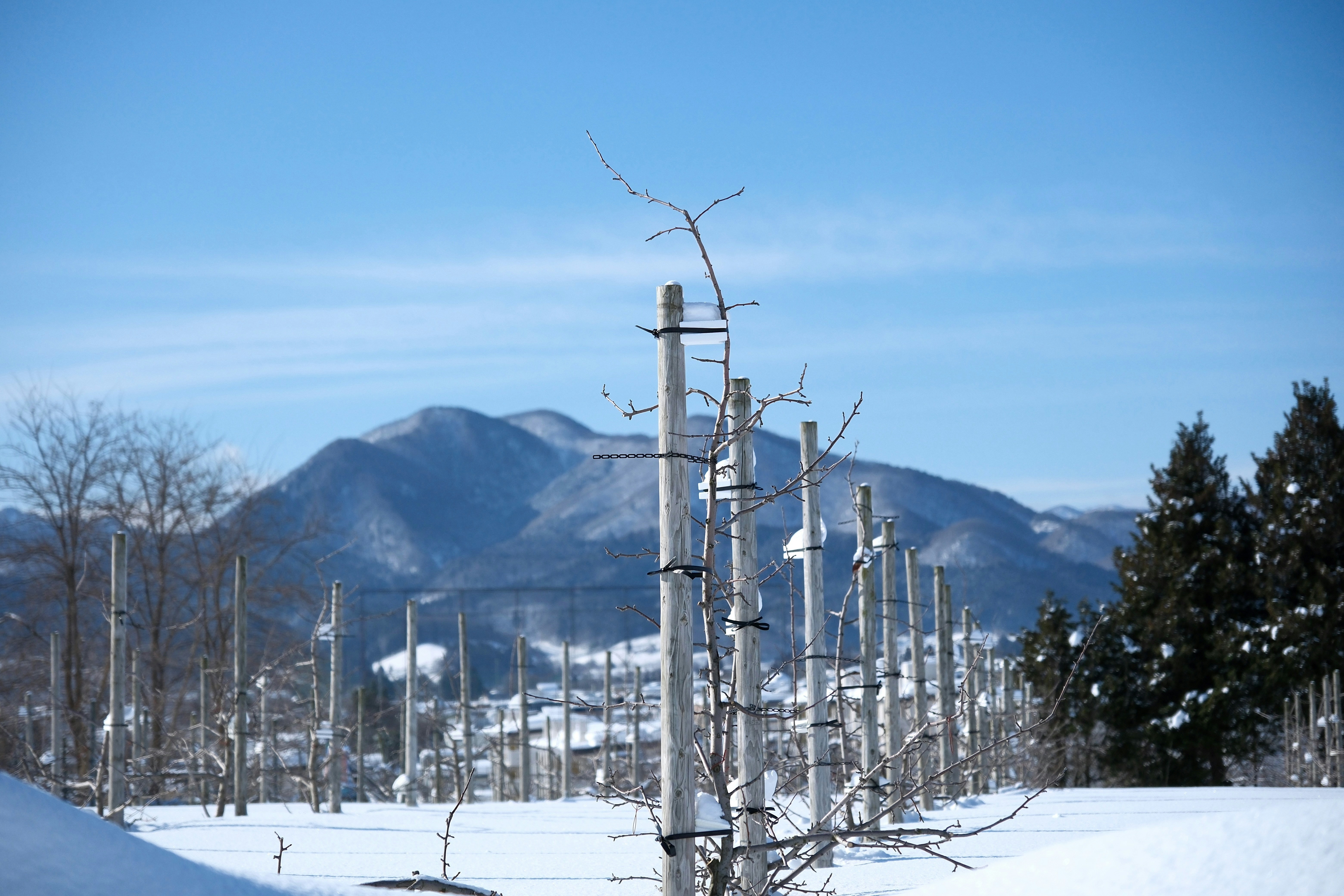 Photo by seiya_maeda