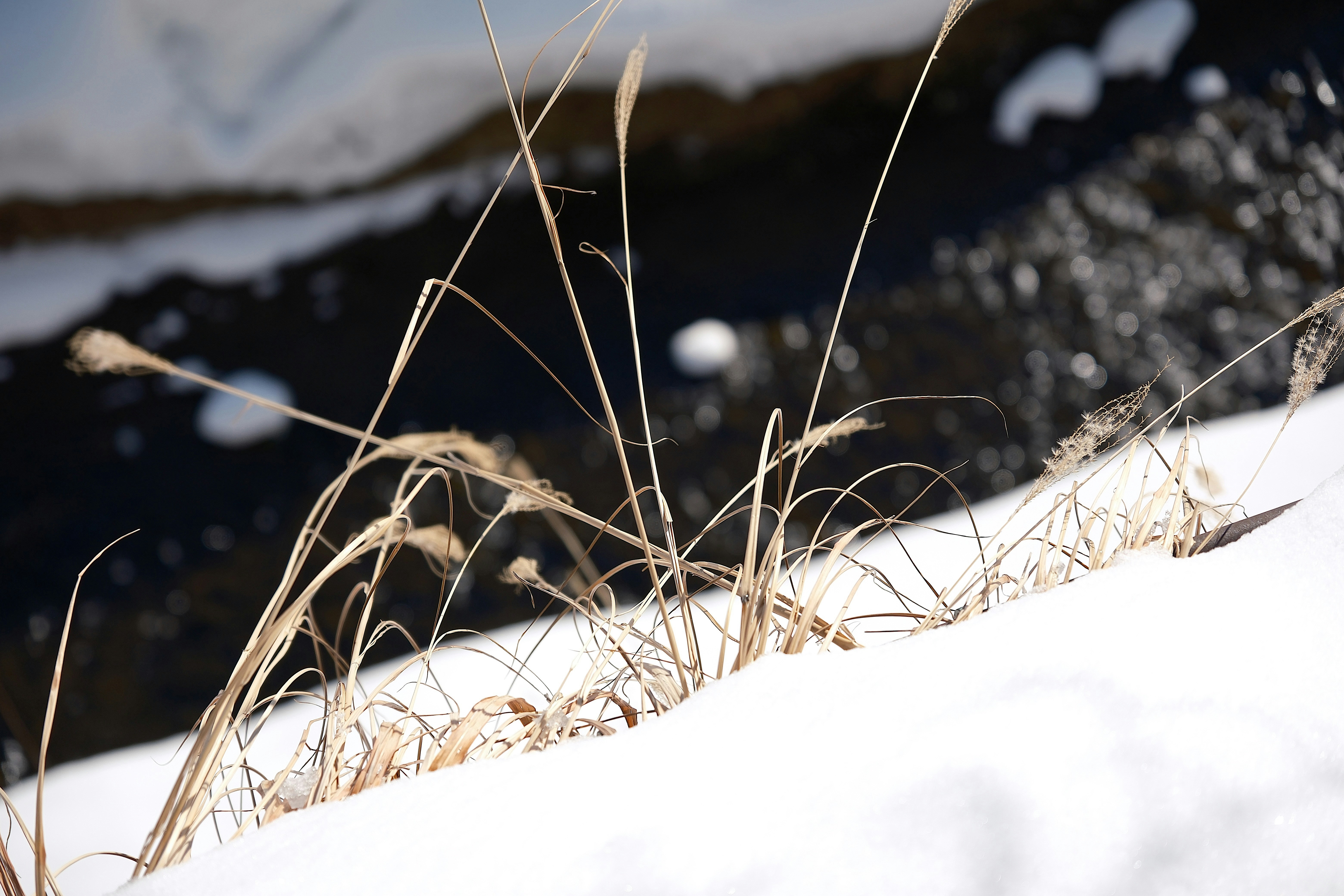 Photo by seiya_maeda