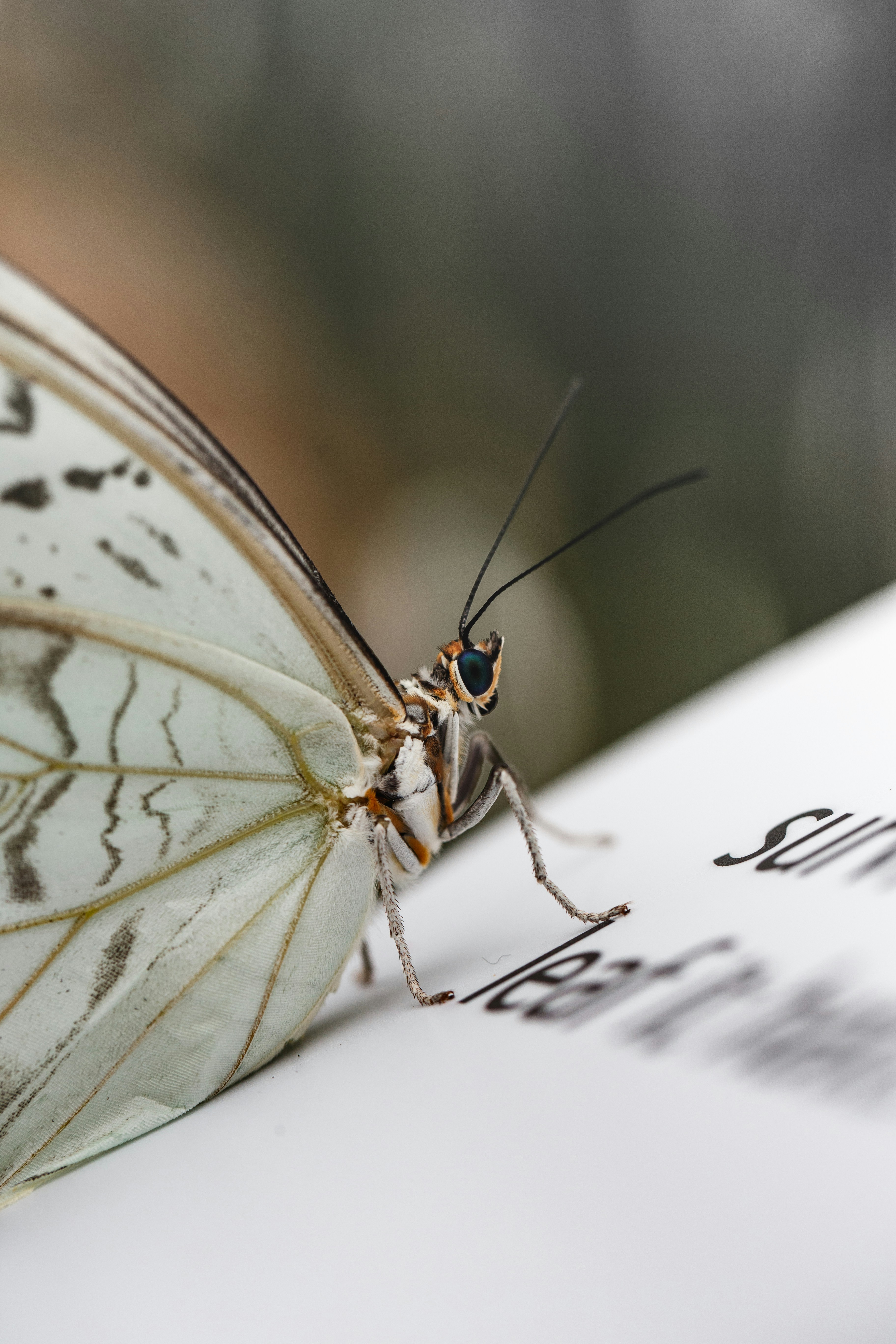 버터플라이 가사 악보 관련 이미지1