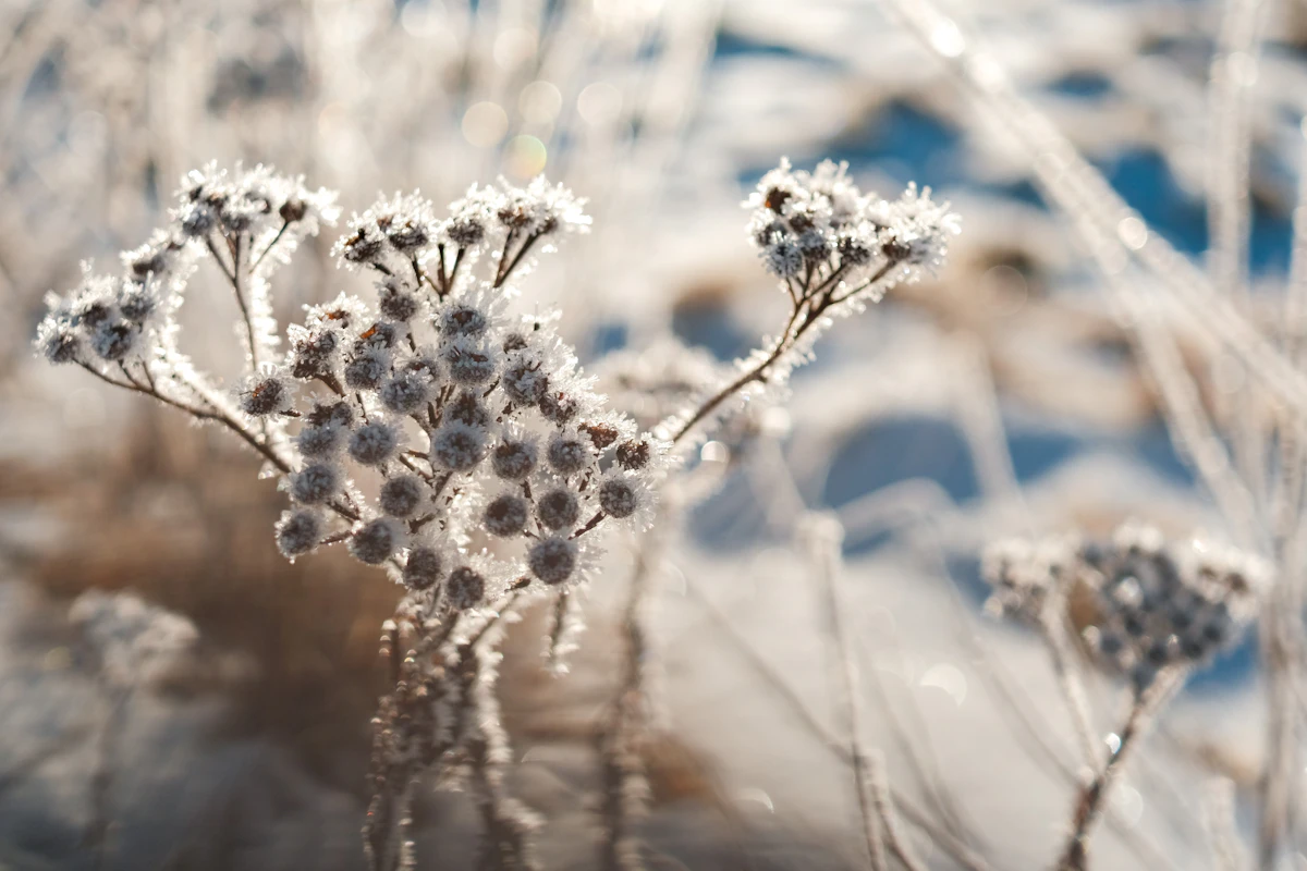 How to Plan a Garden Planting Schedule From Your Frost Date
