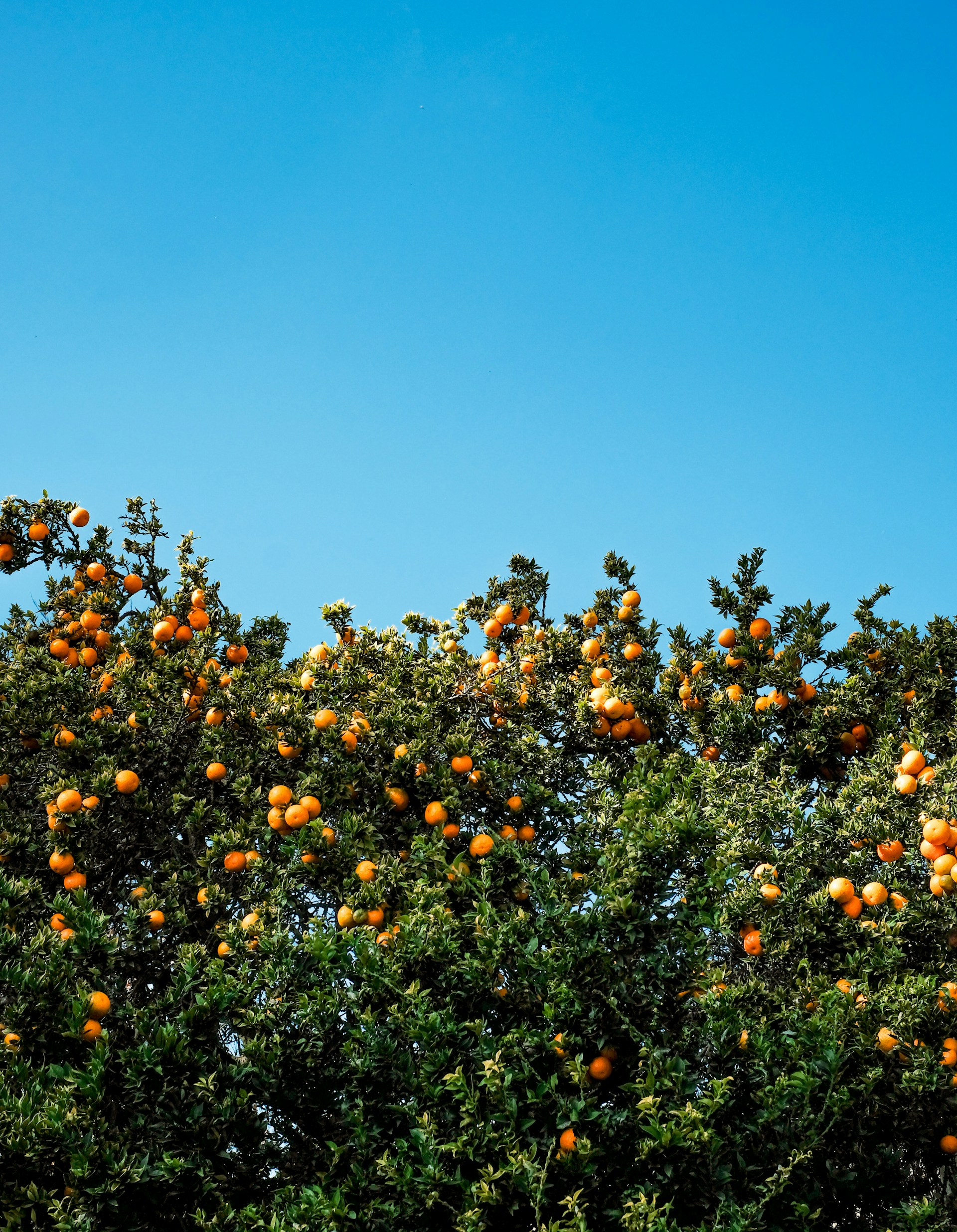 A tree filled with lots of oranges under a blue sky