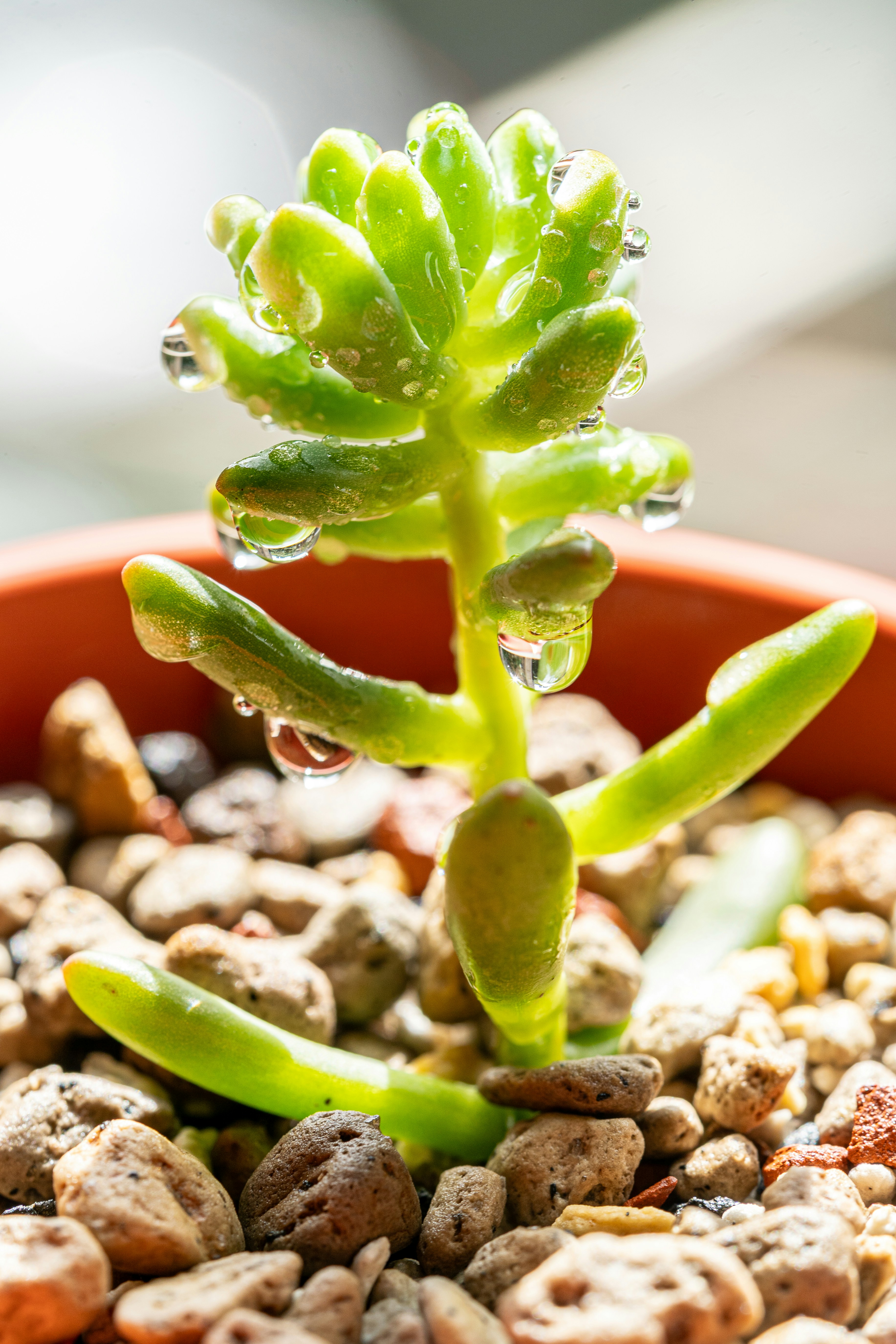 몬스테라 키우기 분갈이 시기와 방법 이미지1