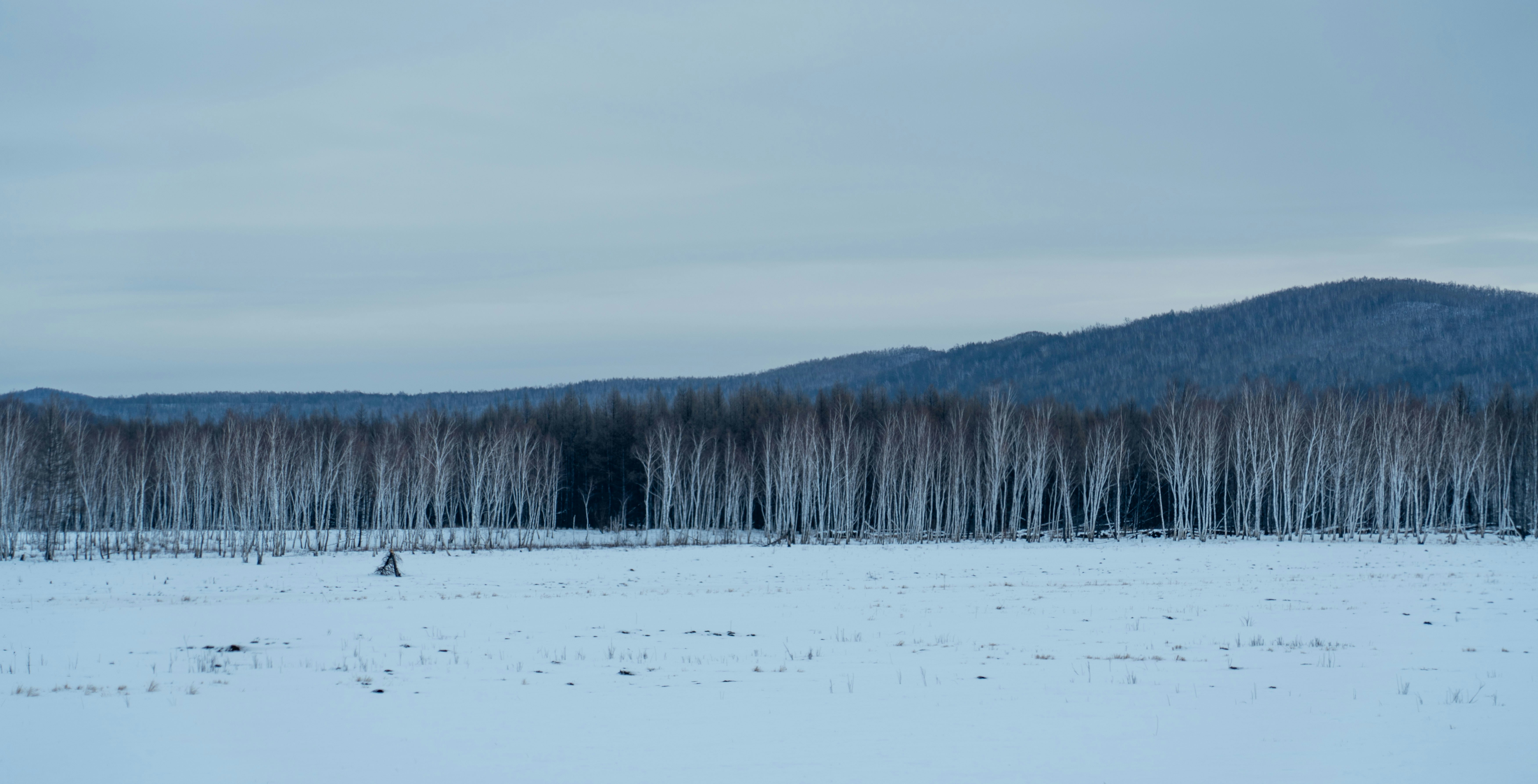 A snowy field with trees and mountains in the background