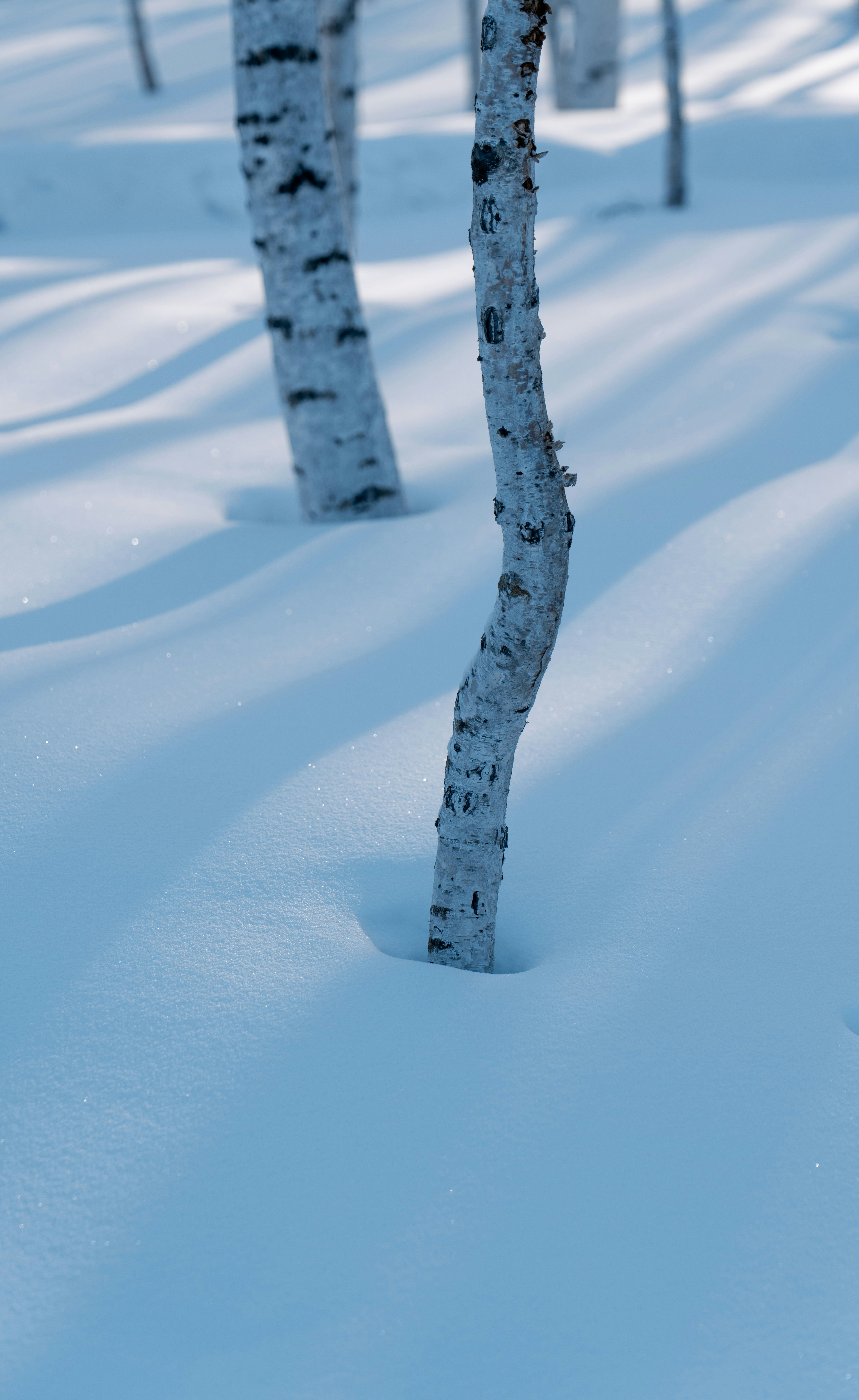 Photo by juniperphoton