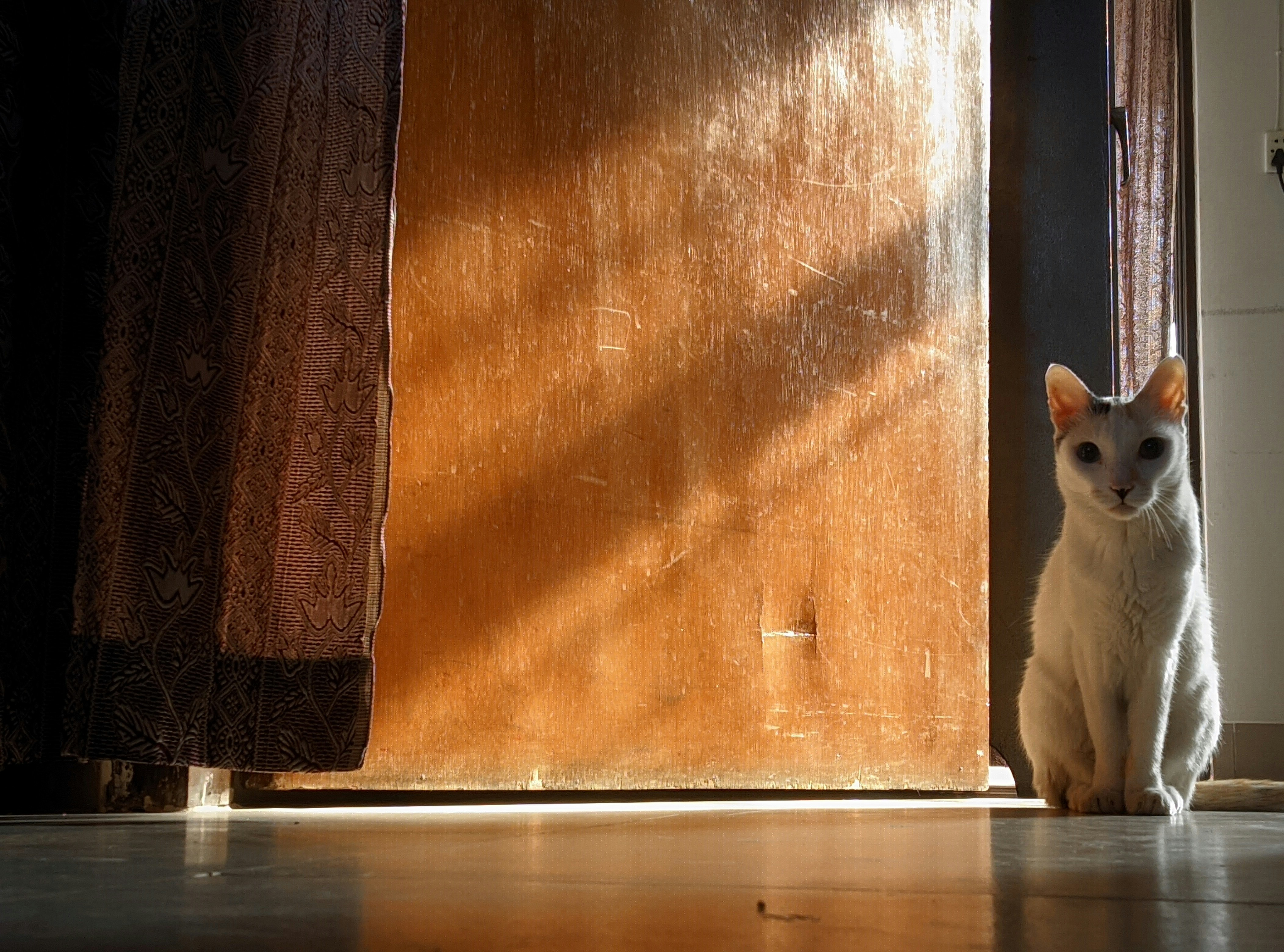 A cat sitting on the floor in front of a door
