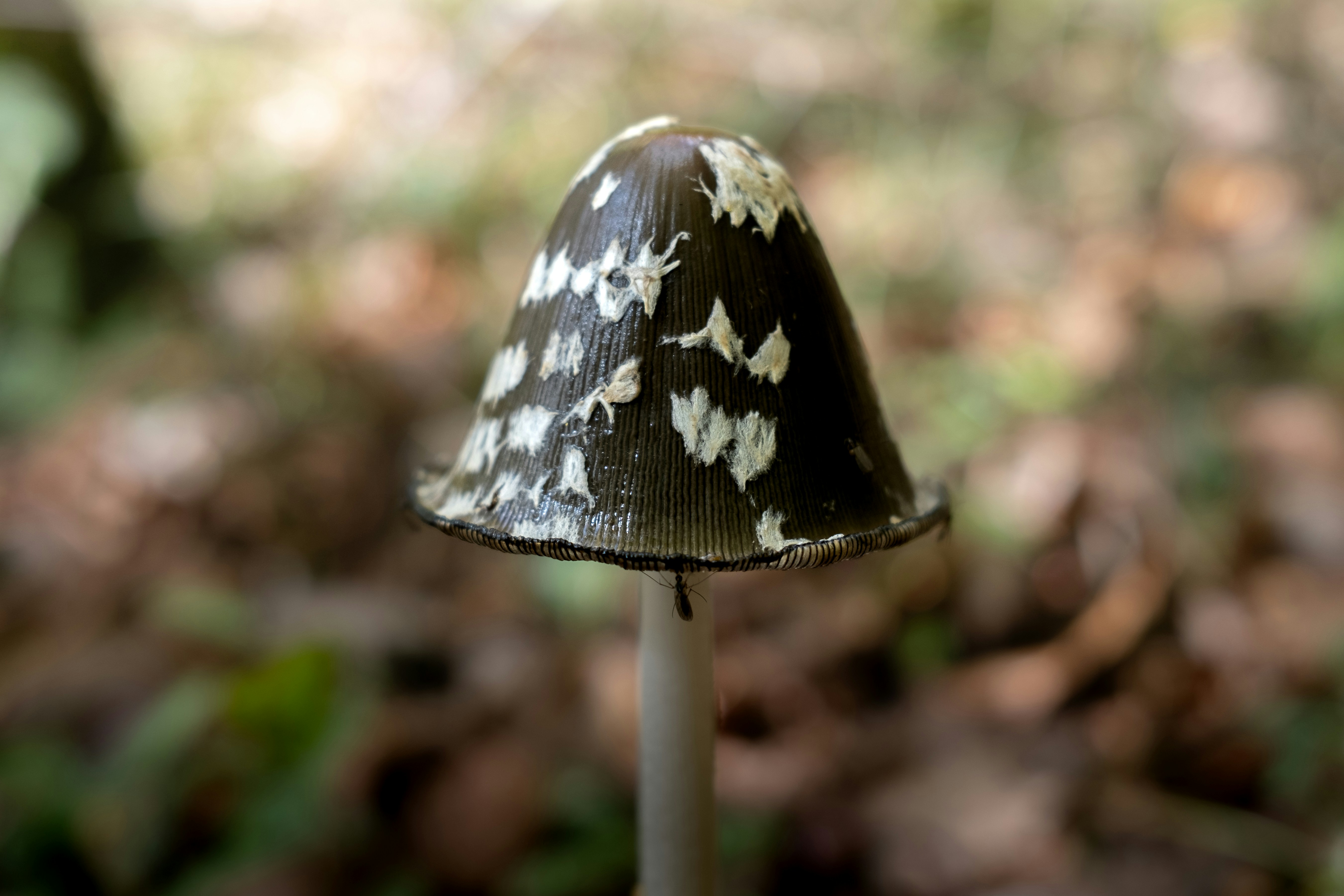 A close up of a mushroom on the ground