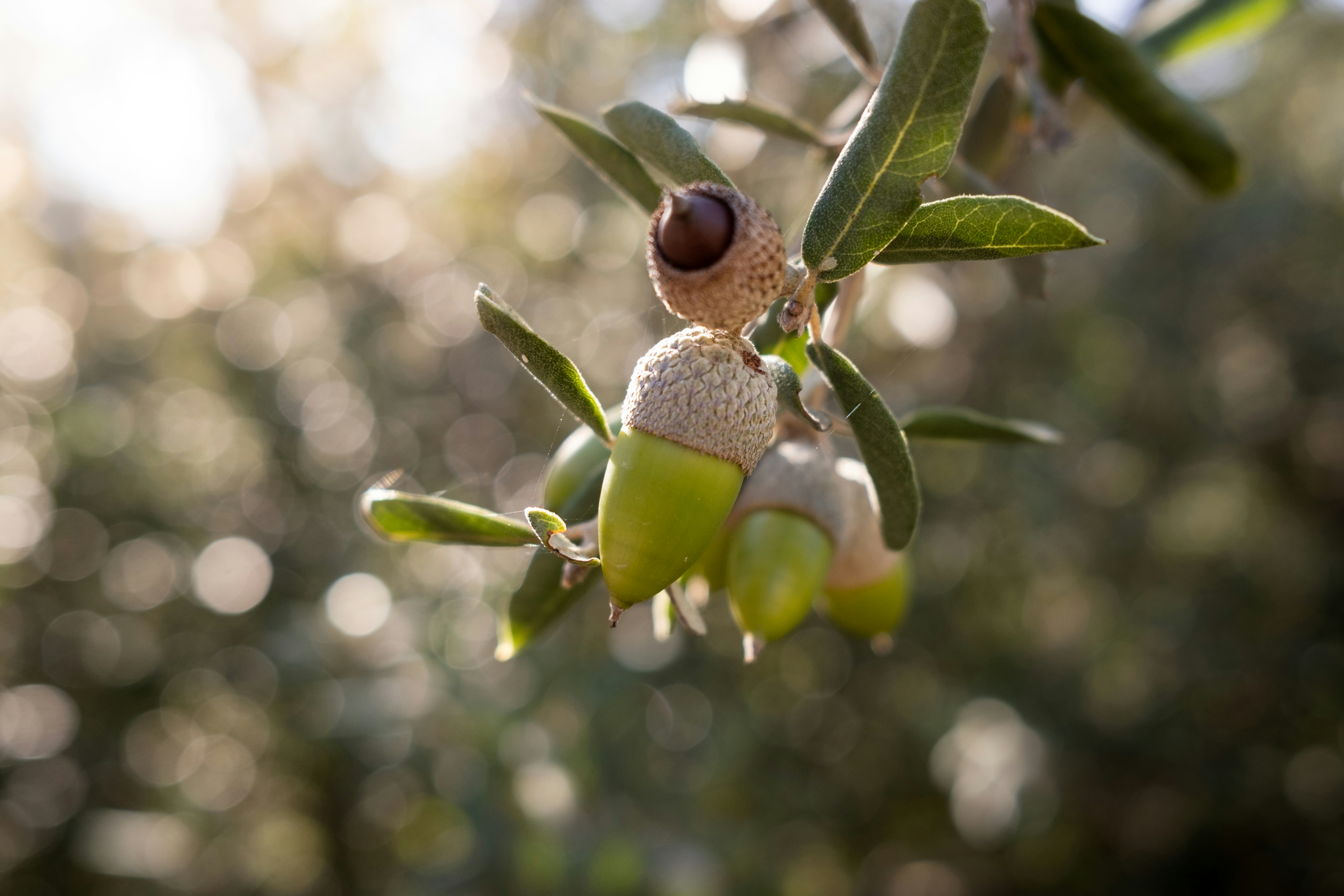A close up of an olive tree with green leaves