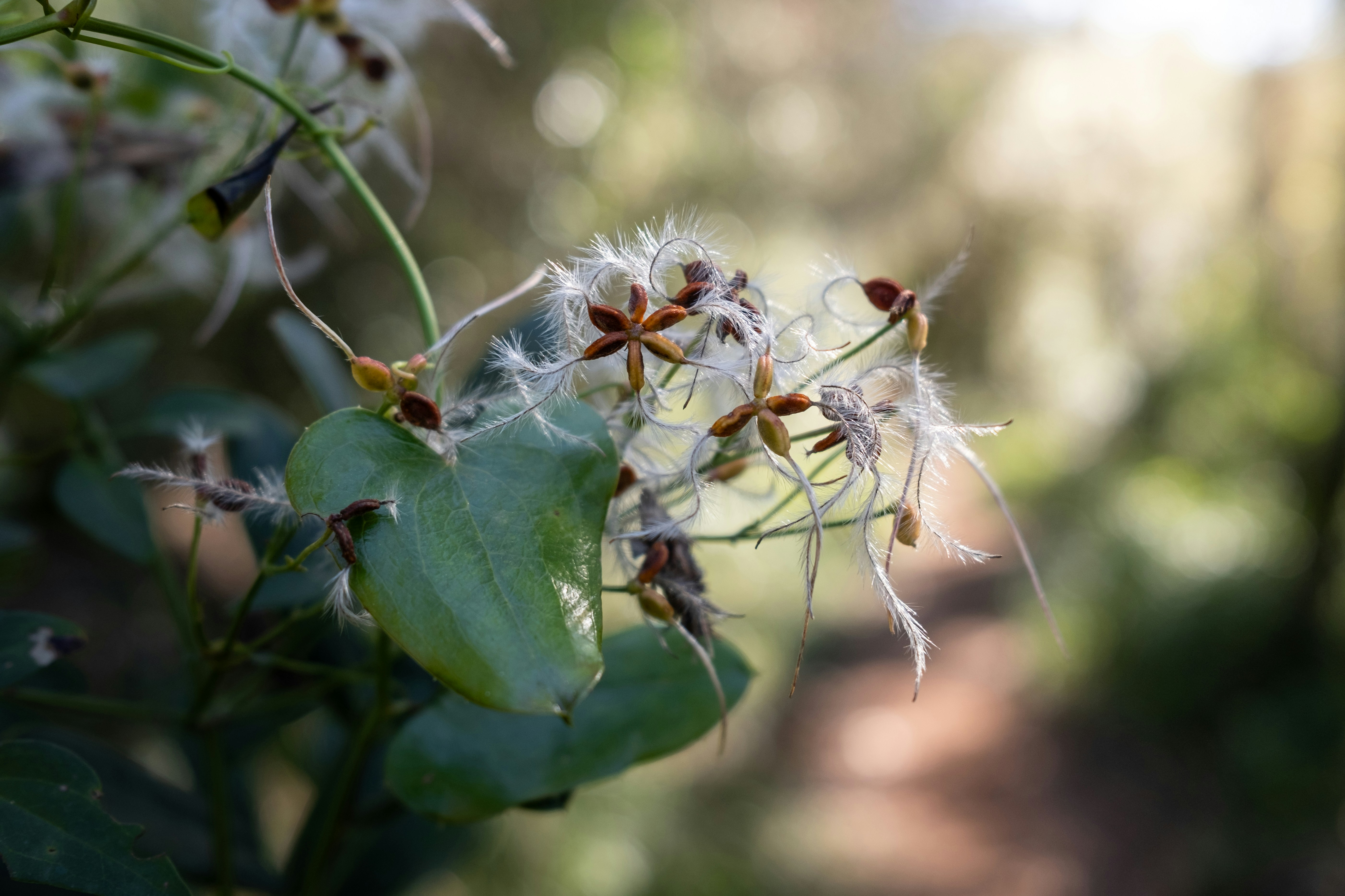 A close up of a flower on a tree